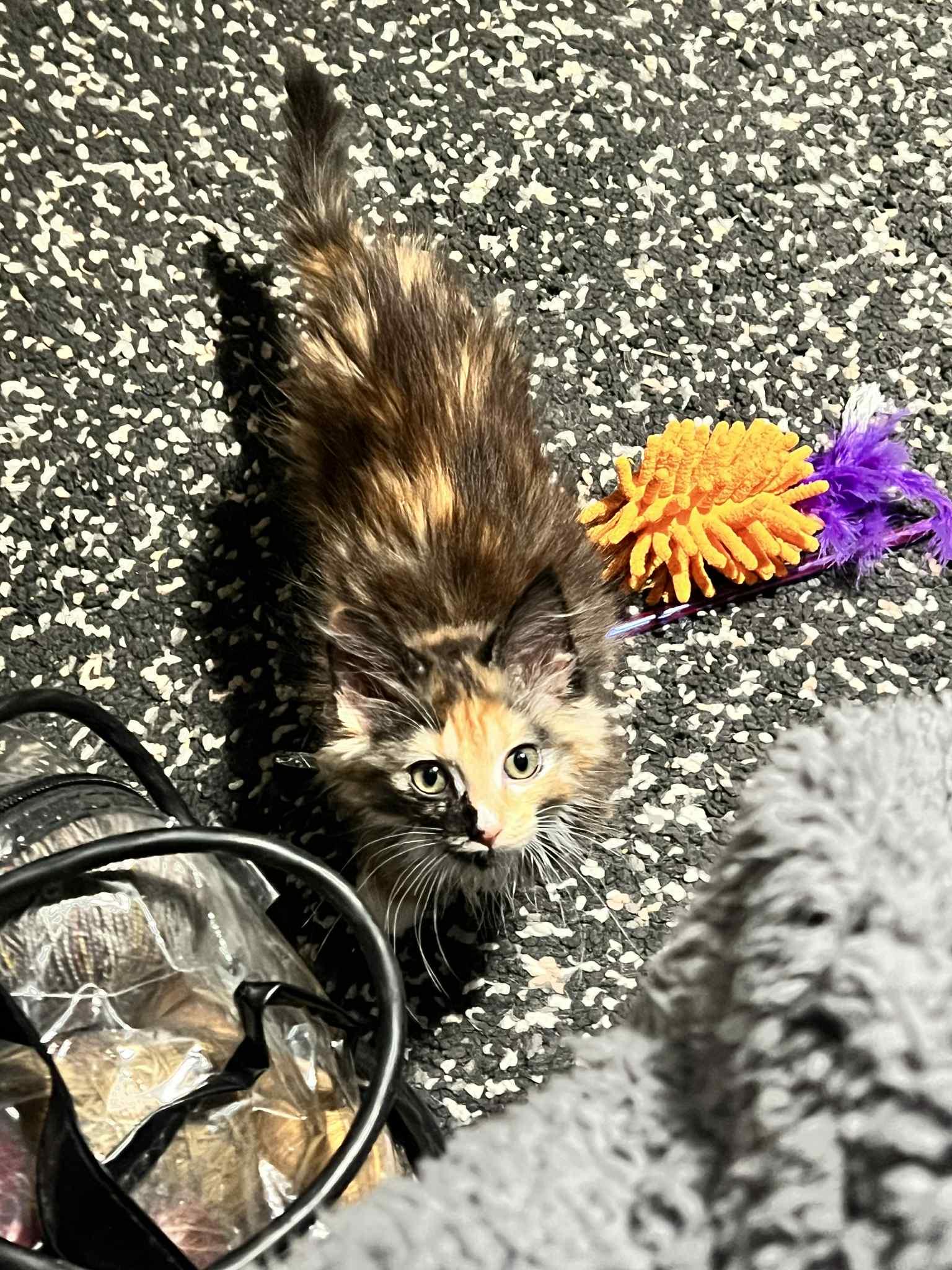 Enlarge Janine, a ADOPTABLE Domestic Medium Hair in Milwaukee, WI image 5/5