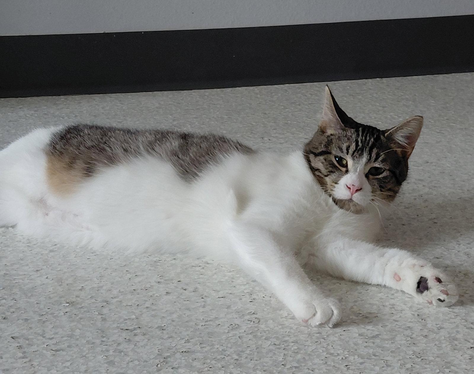 Enlarge Rogers @ The Cat's Brew, a Adoptable mixed breed in Montello, WI image 1/3