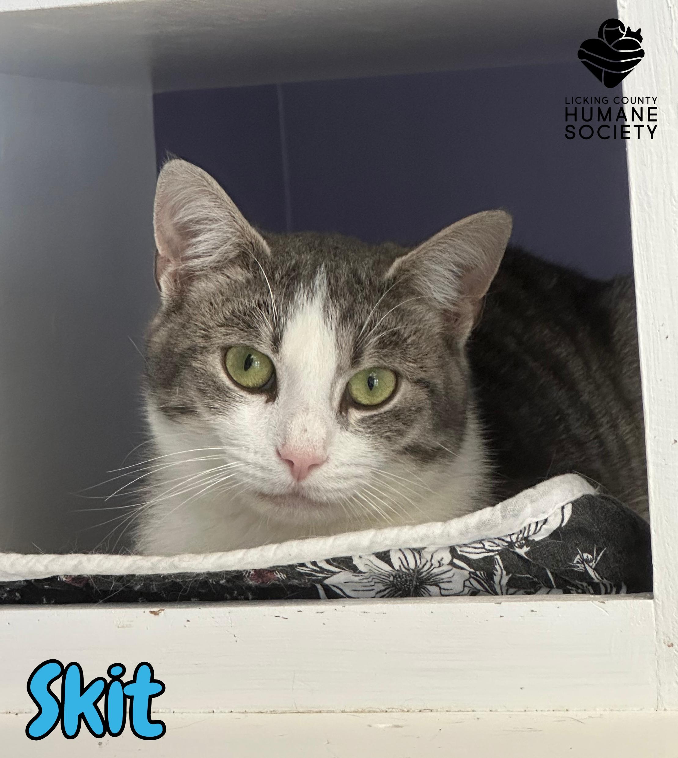 Enlarge Skit, a Adoptable Domestic Short Hair in Heath, OH image 1/1