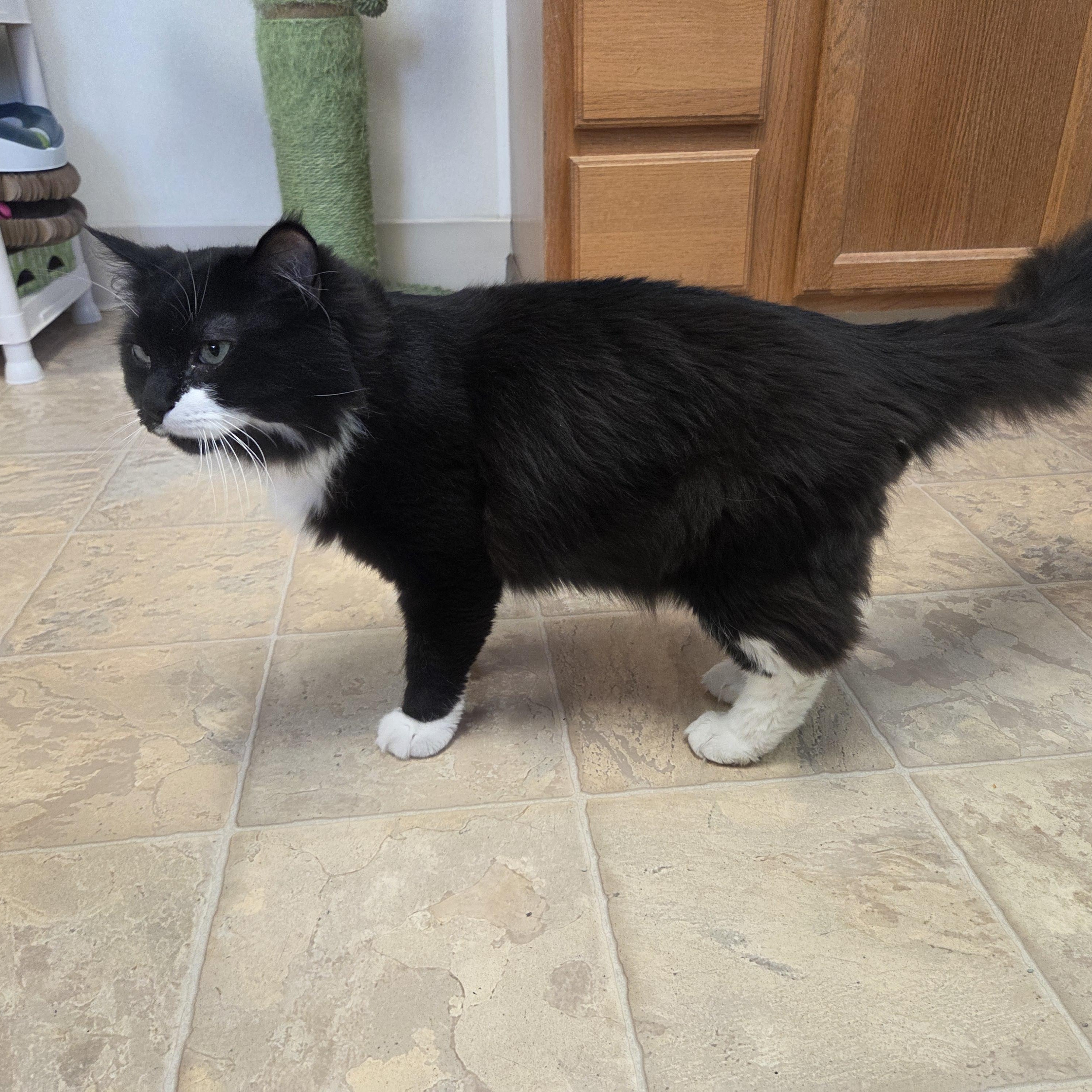Binx, a Adoptable Domestic Long Hair in Dillsburg, PA image 6/6