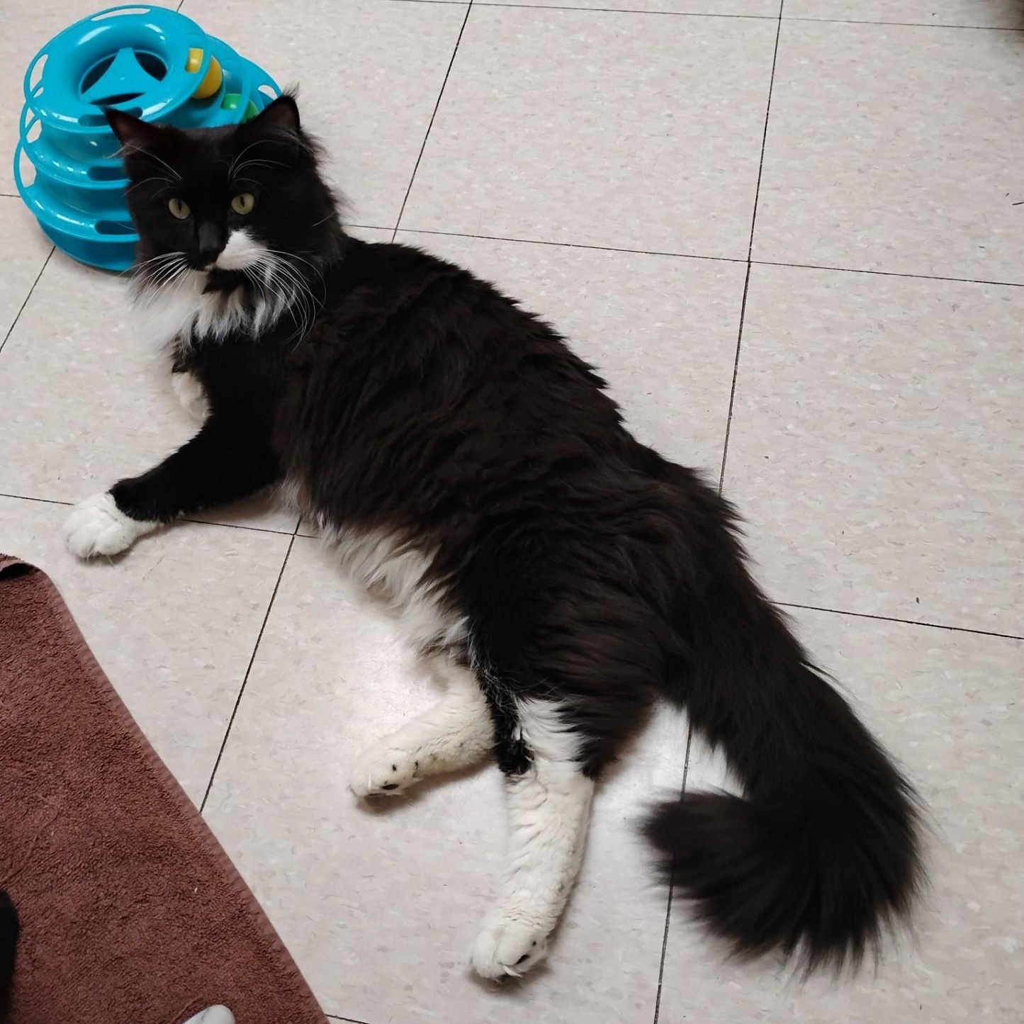 Enlarge Binx, a Adoptable Domestic Long Hair in Dillsburg, PA image 4/5