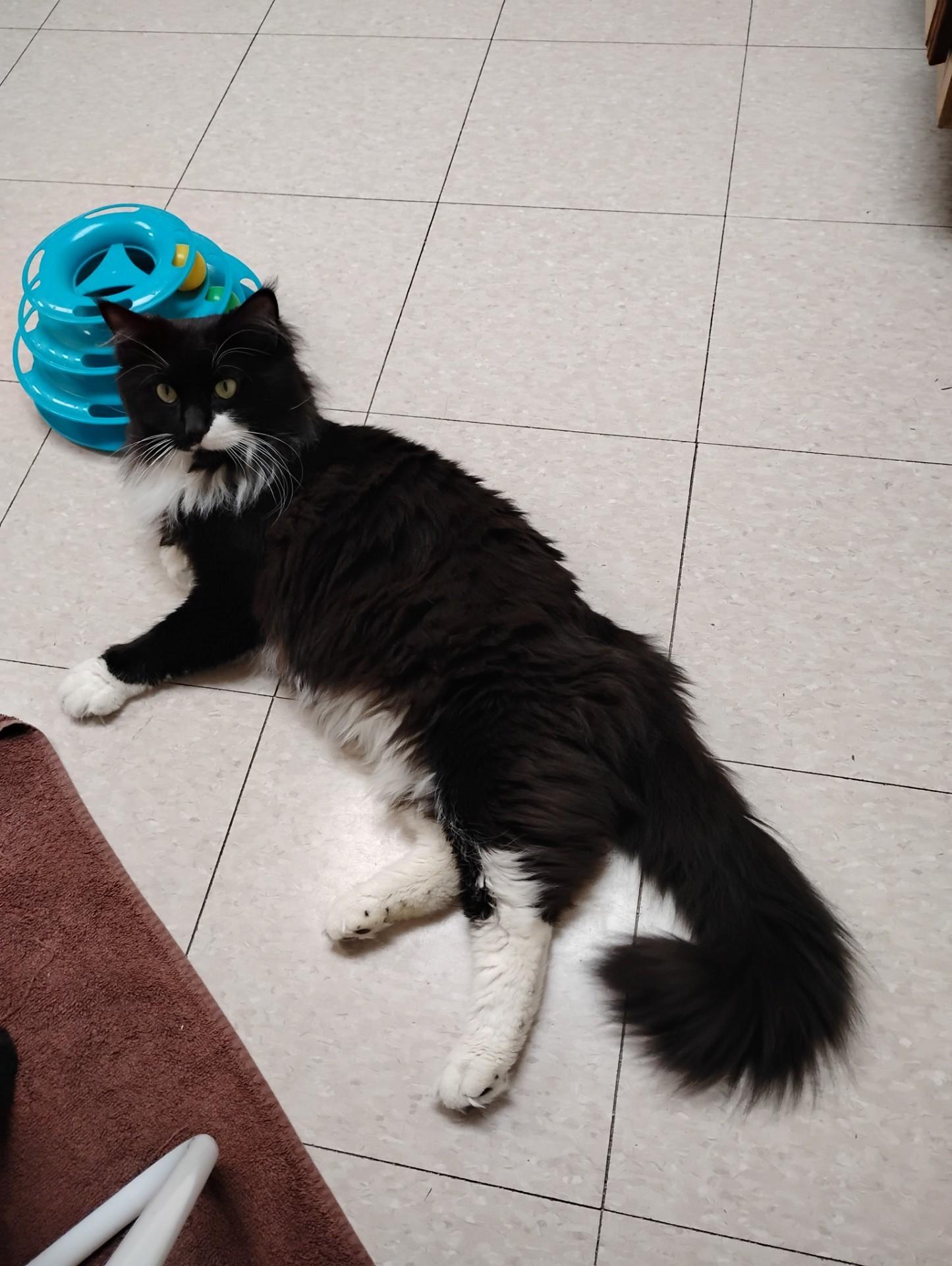 Binx, a Adoptable Domestic Long Hair in Dillsburg, PA image 3/6