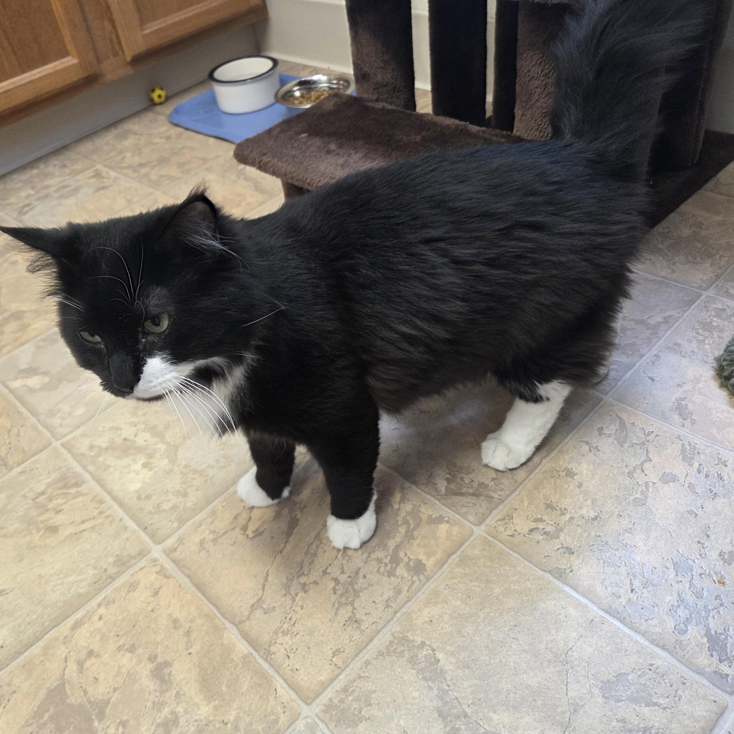 Binx, a Adoptable Domestic Long Hair in Dillsburg, PA image 4/6