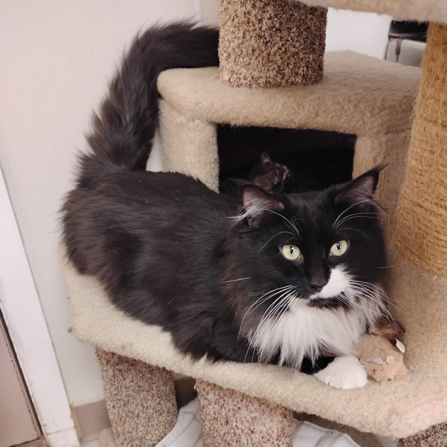 Binx, Adoptable, Adult Male Domestic Long Hair.