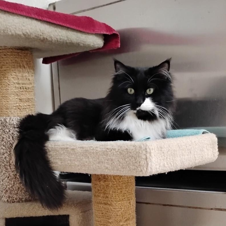 Binx, a Adoptable Domestic Long Hair in Dillsburg, PA image 5/6