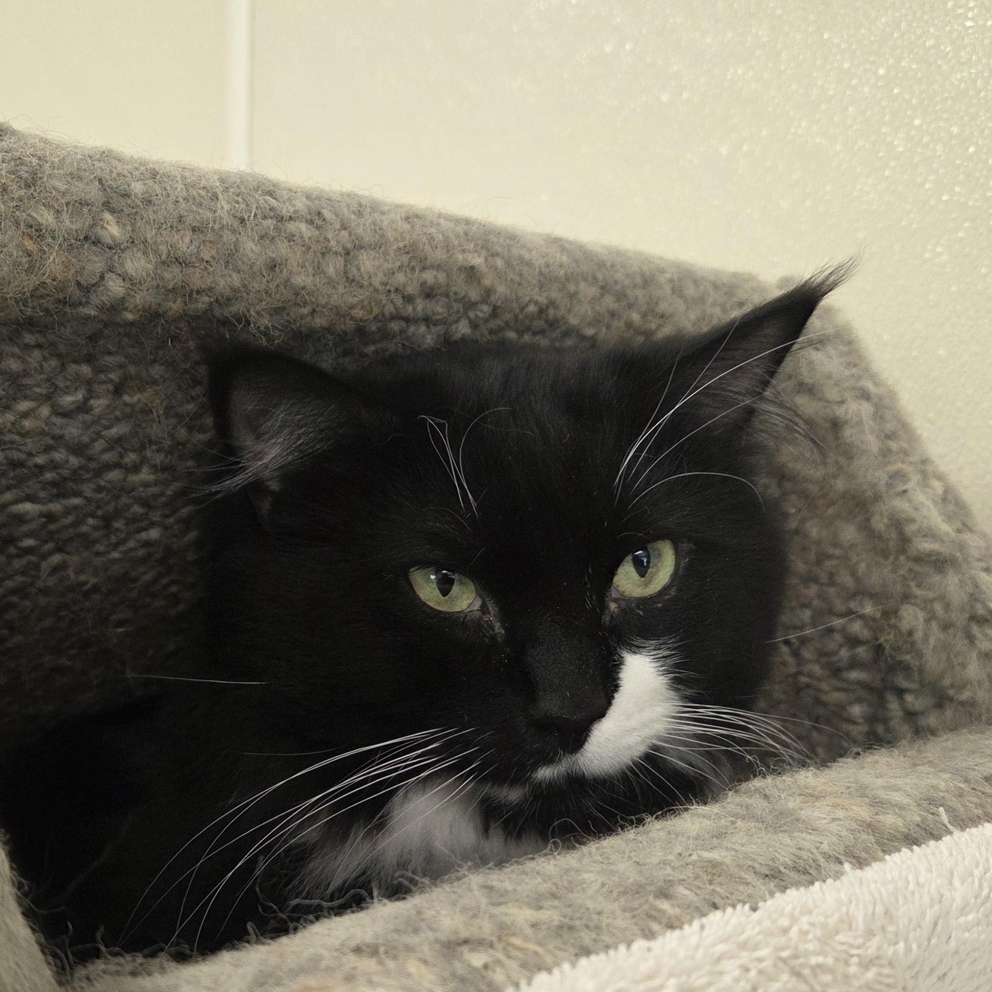 Binx, a Adoptable Domestic Long Hair in Dillsburg, PA image 2/6