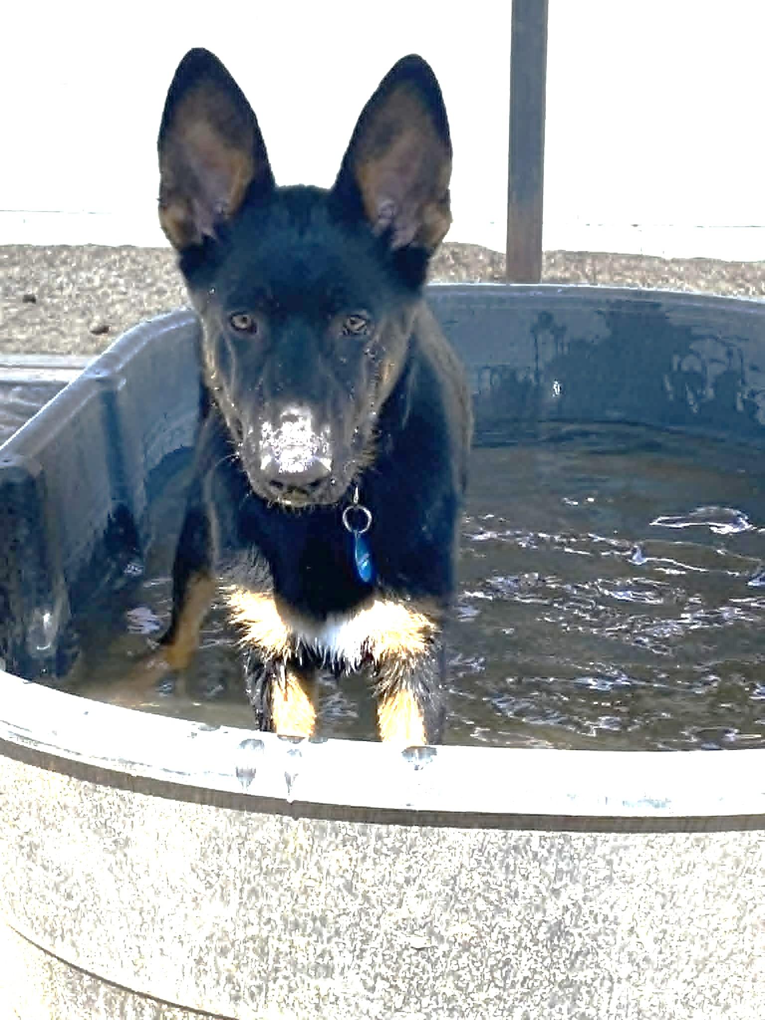 Enlarge Selma, a ADOPTABLE mixed breed in Glendale, AZ image 5/5