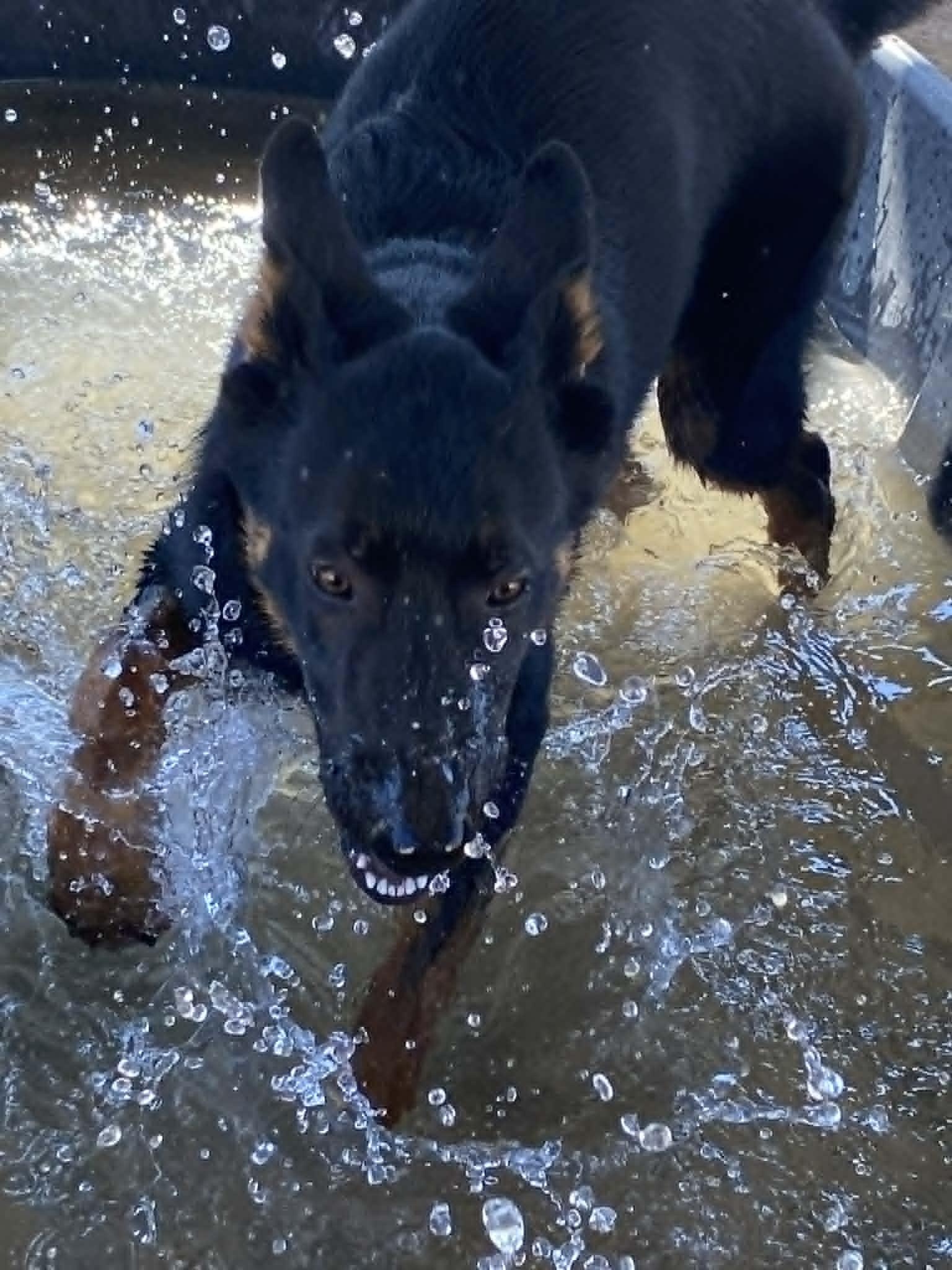 Enlarge Selma, a ADOPTABLE mixed breed in Glendale, AZ image 3/5