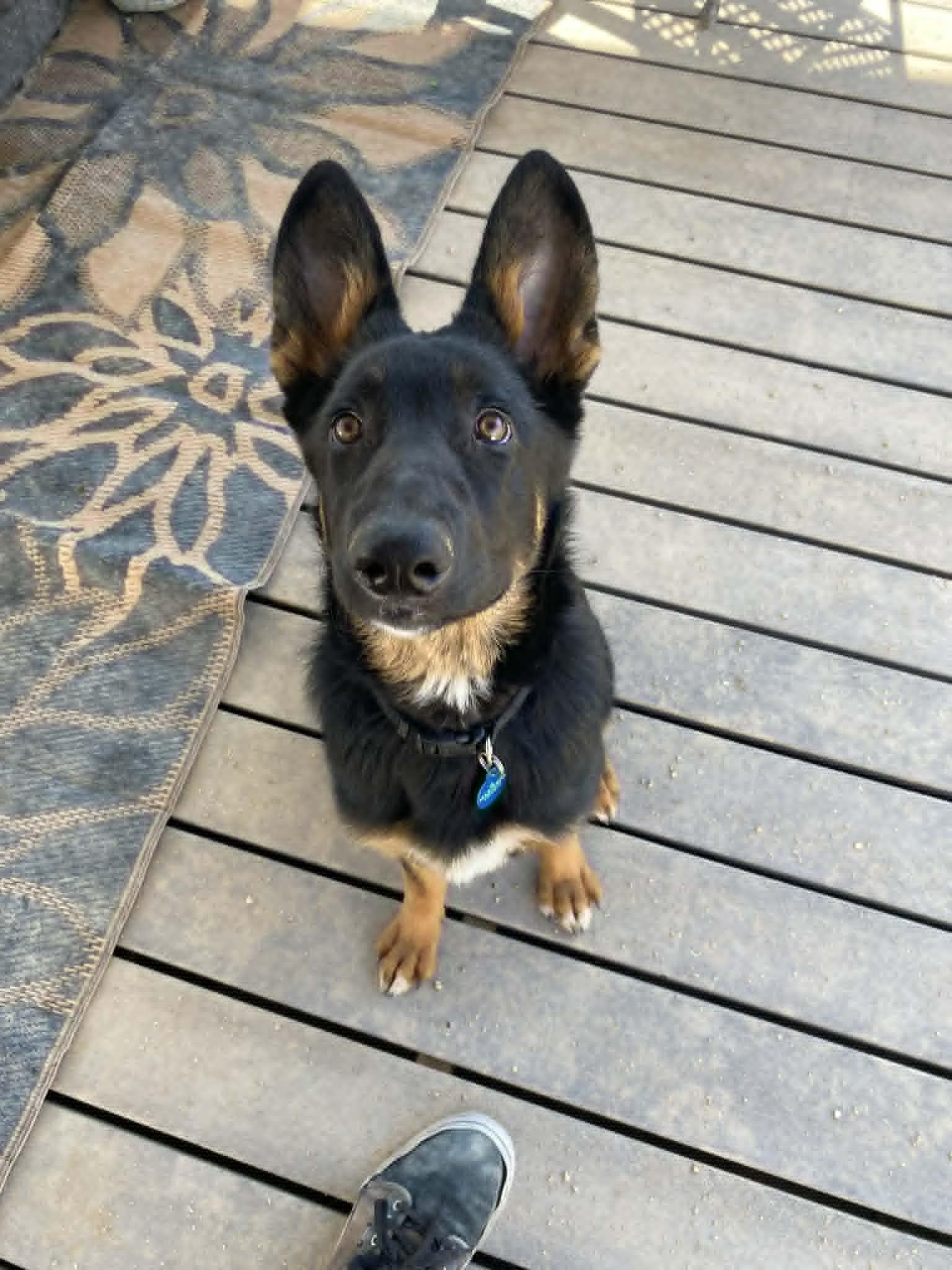 Selma, ADOPTABLE, Young Female German Shepherd Dog & Husky.