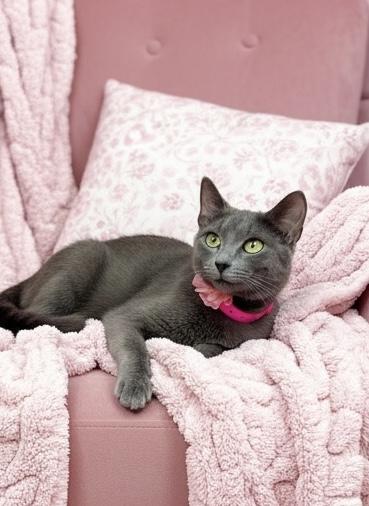 Enlarge Nola, a ADOPTABLE mixed breed in Tavares, FL image 1/1