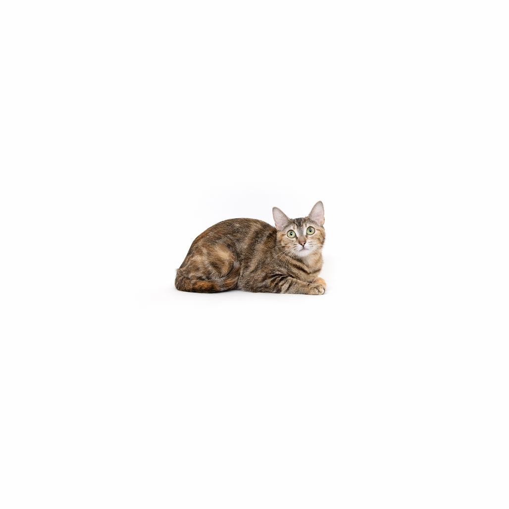 Horsey, a Adoptable Domestic Short Hair in Playa Vista, CA image 1/6