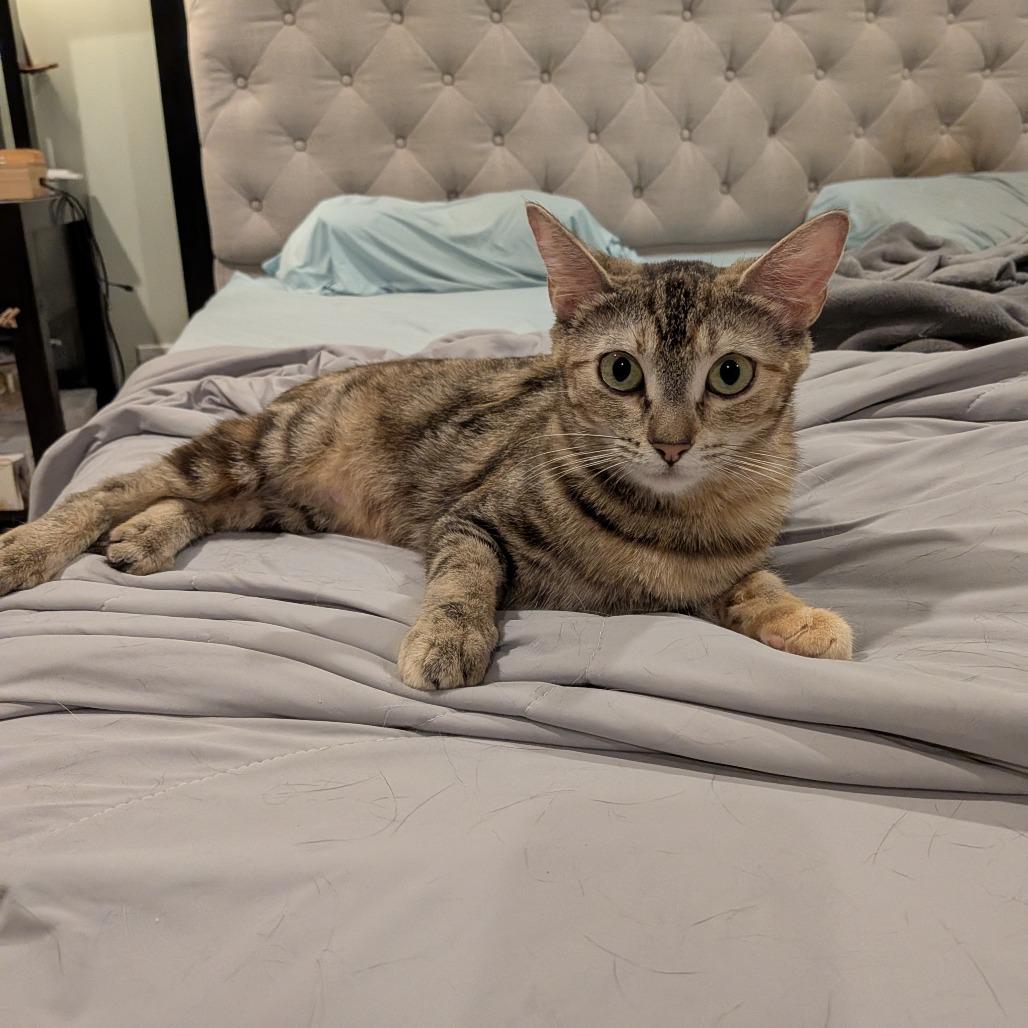 Horsey, a Adoptable Domestic Short Hair in Playa Vista, CA image 2/6