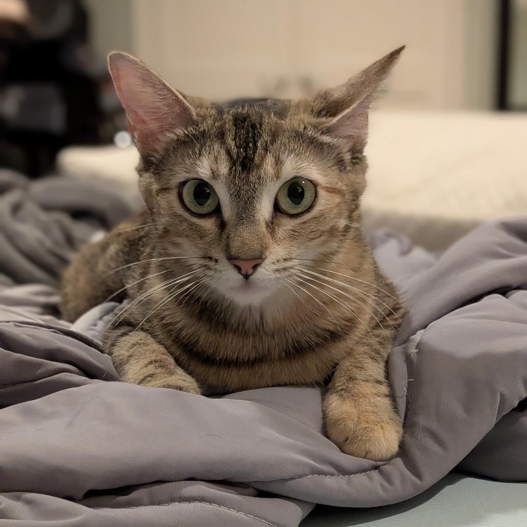Horsey, a Adoptable Domestic Short Hair in Playa Vista, CA image 3/6