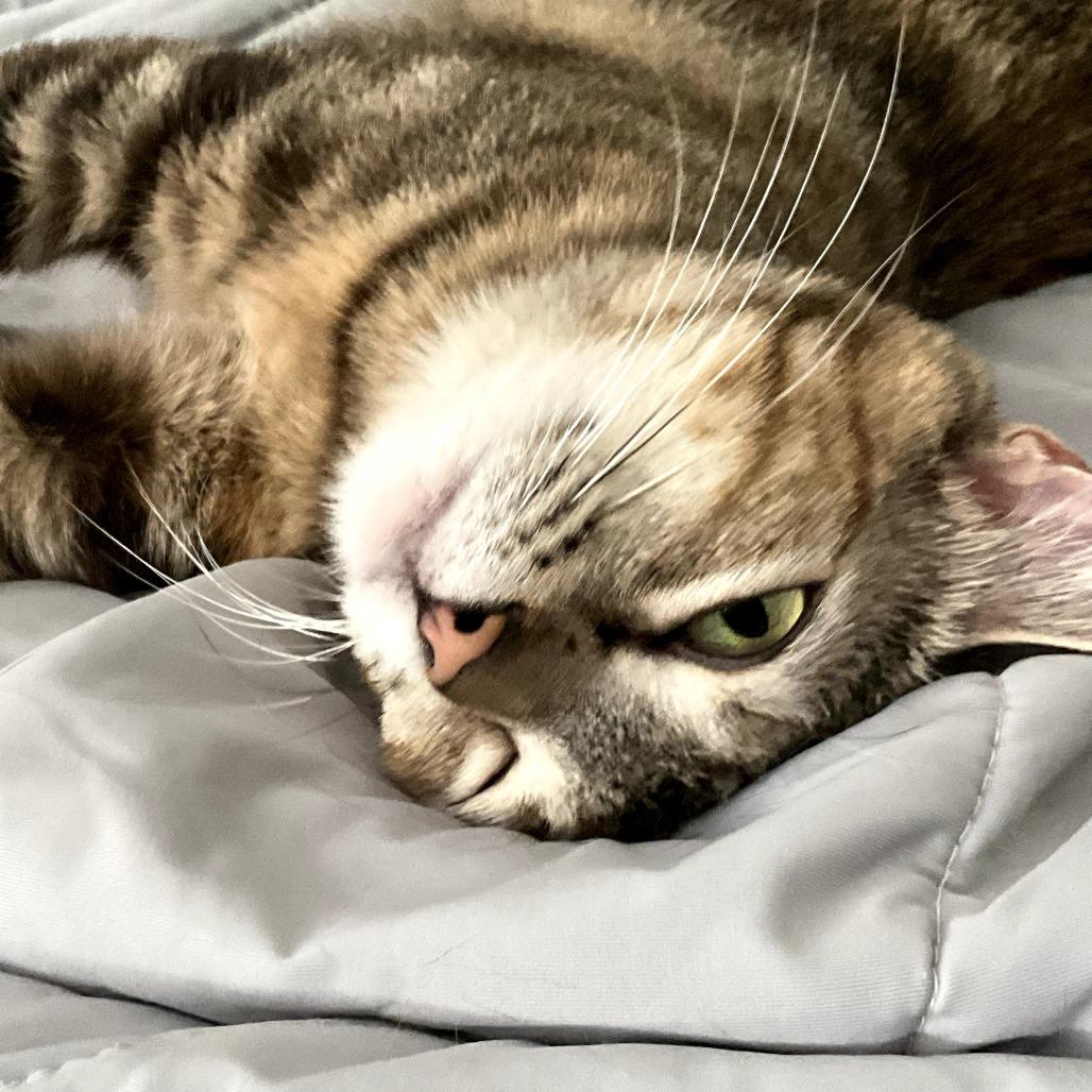 Horsey, a Adoptable Domestic Short Hair in Playa Vista, CA image 4/6