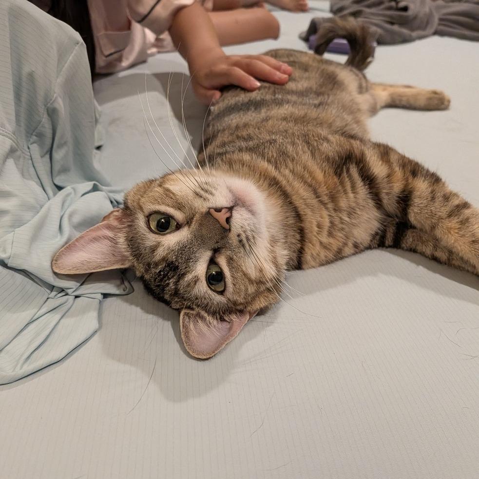 Horsey, a Adoptable Domestic Short Hair in Playa Vista, CA image 5/6