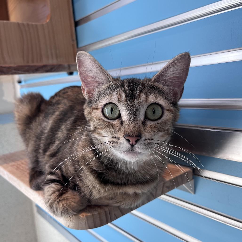 Horsey, a Adoptable Domestic Short Hair in Playa Vista, CA image 6/6
