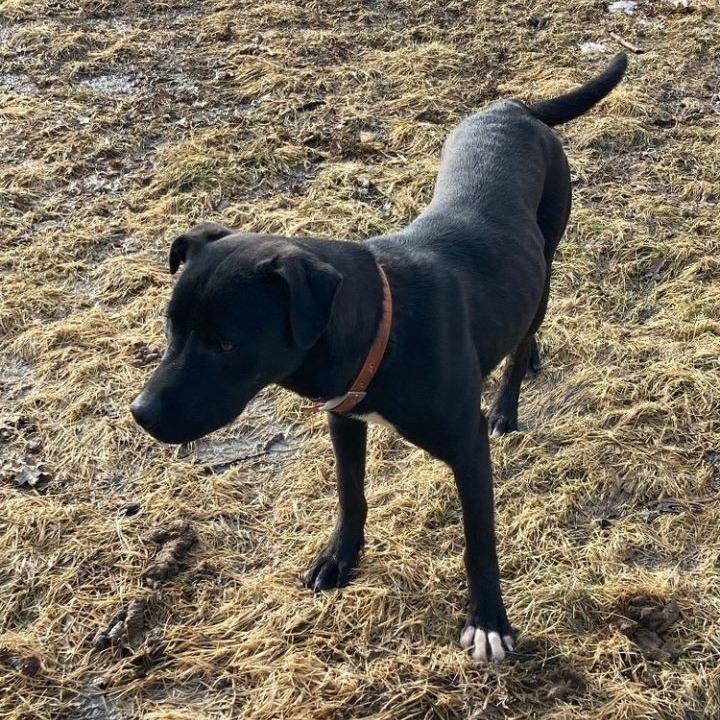 Booker, Adoptable, Adult Male Pit Bull Terrier & Labrador Retriever.
