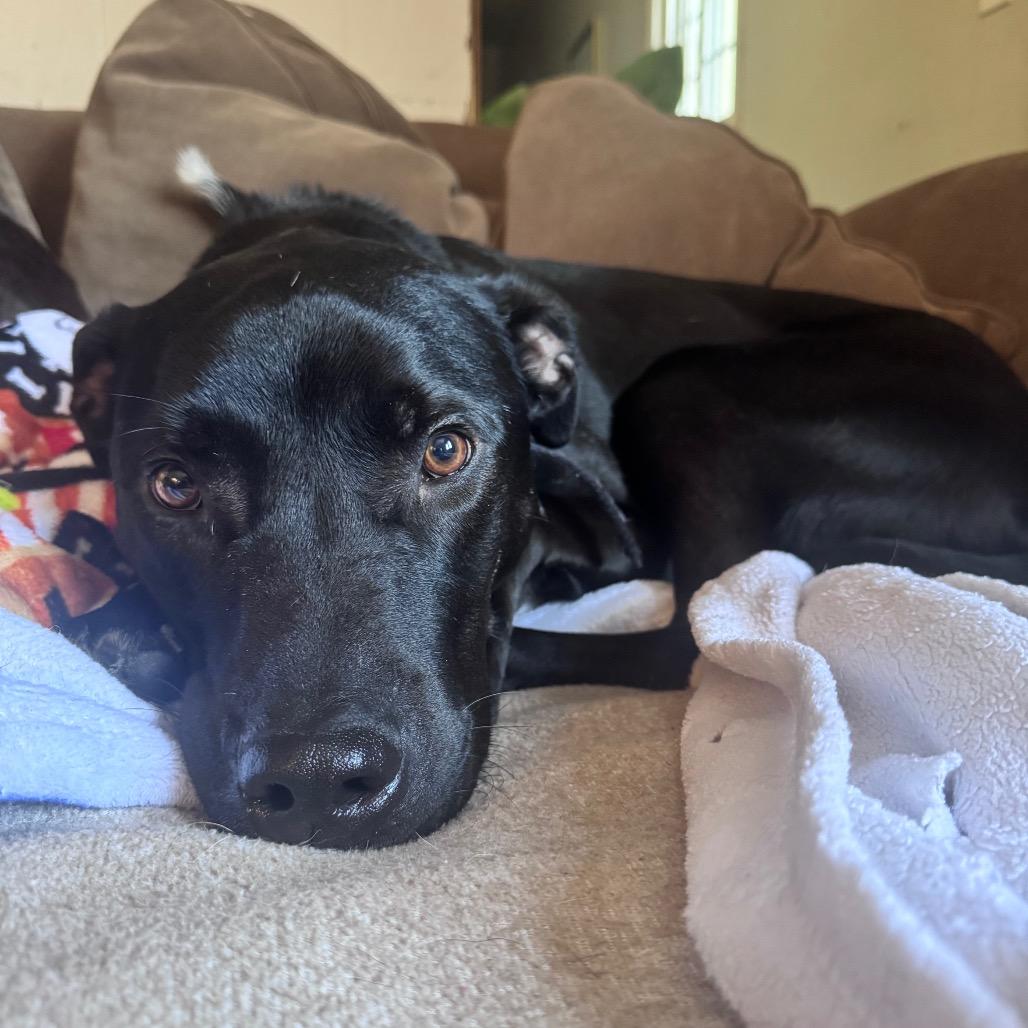 Enlarge Booker, a Adoptable mixed breed in Brainerd, MN image 2/6