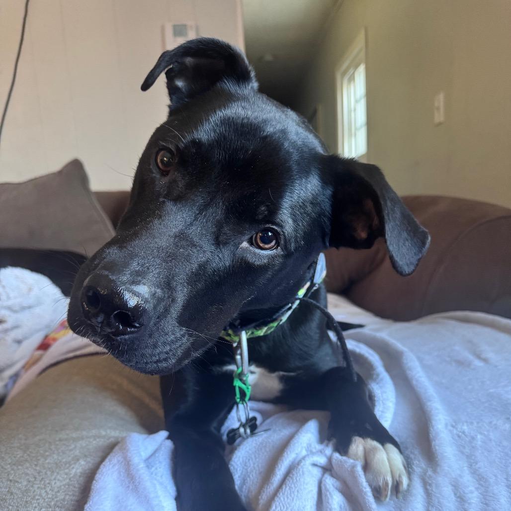 Enlarge Booker, a Adoptable mixed breed in Brainerd, MN image 3/6