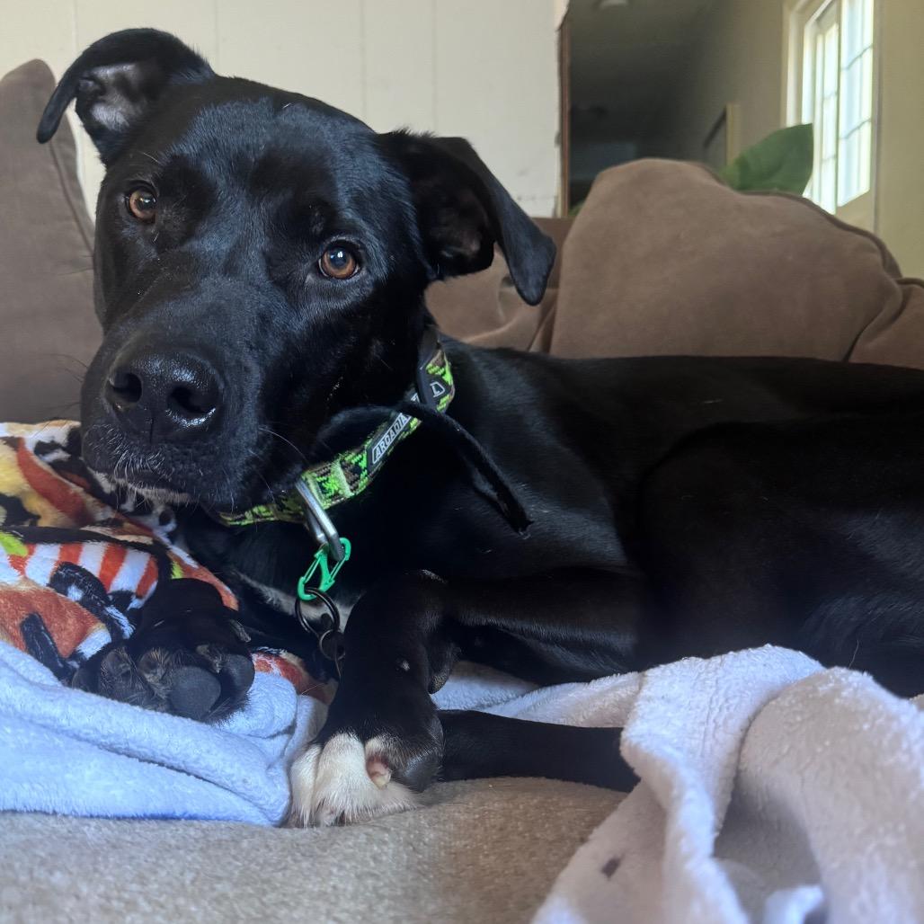 Enlarge Booker, a Adoptable mixed breed in Brainerd, MN image 4/6