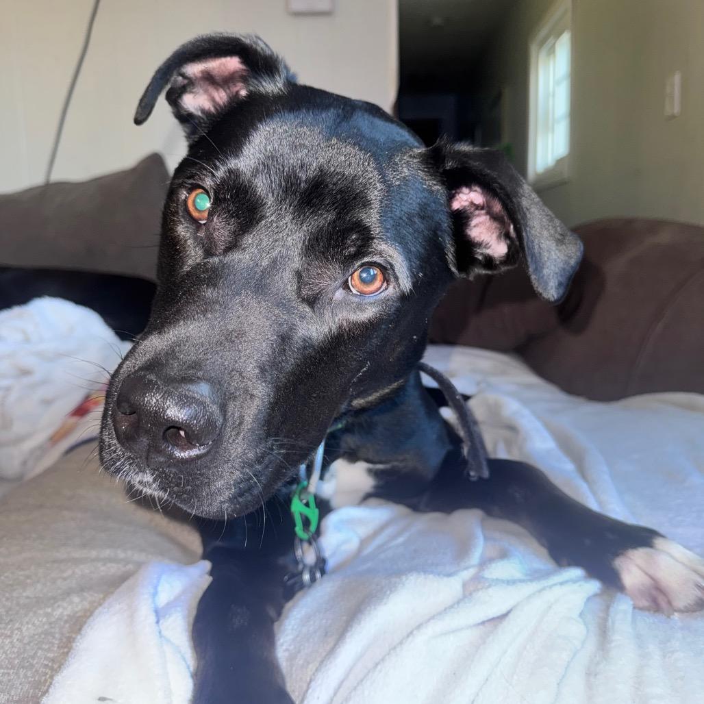 Enlarge Booker, a Adoptable mixed breed in Brainerd, MN image 5/6