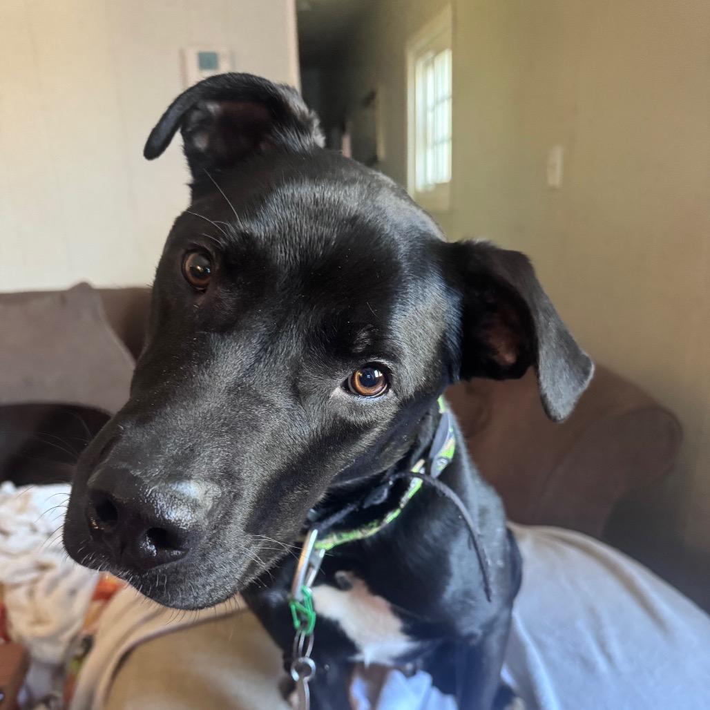 Enlarge Booker, a Adoptable mixed breed in Brainerd, MN image 6/6