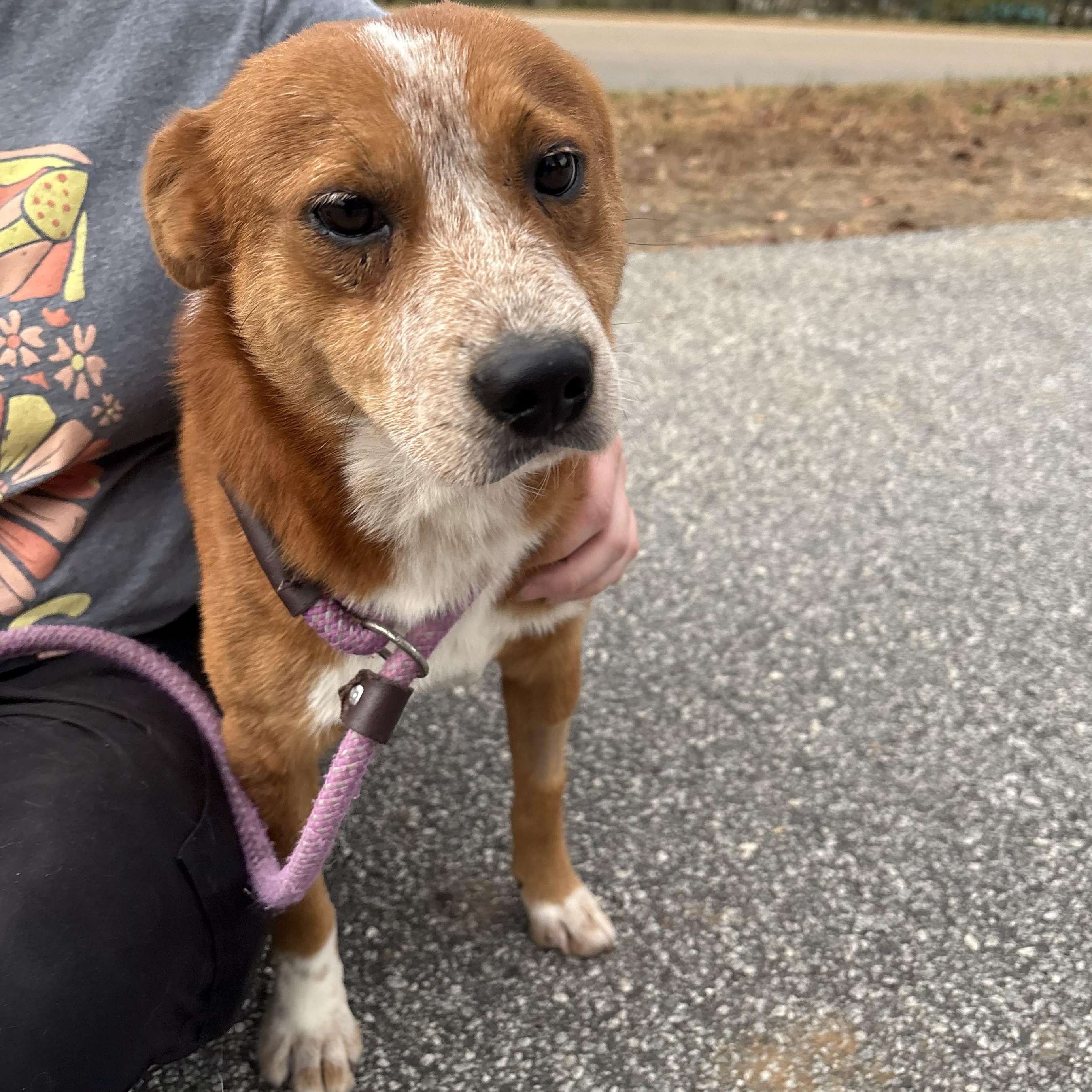 Rustyn, ADOPTABLE, Adult Male Australian Cattle Dog / Blue Heeler.