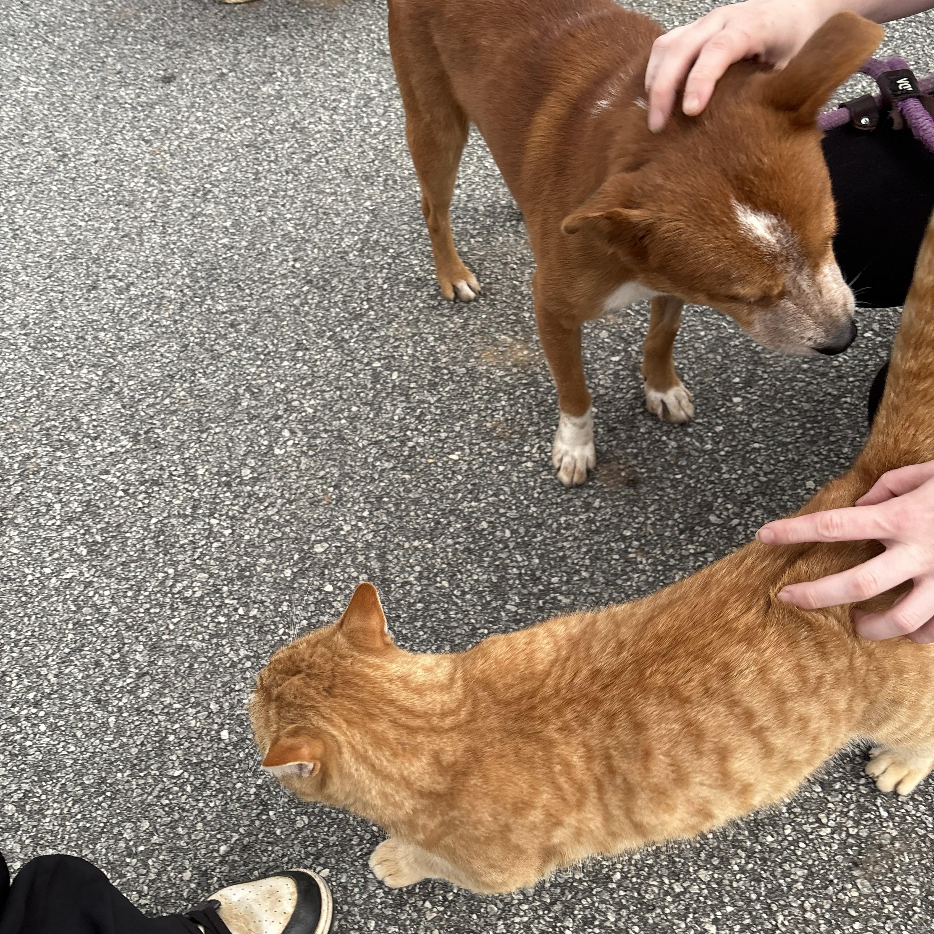 Enlarge Rustyn, a ADOPTABLE mixed breed in Franklin, NC image 2/4