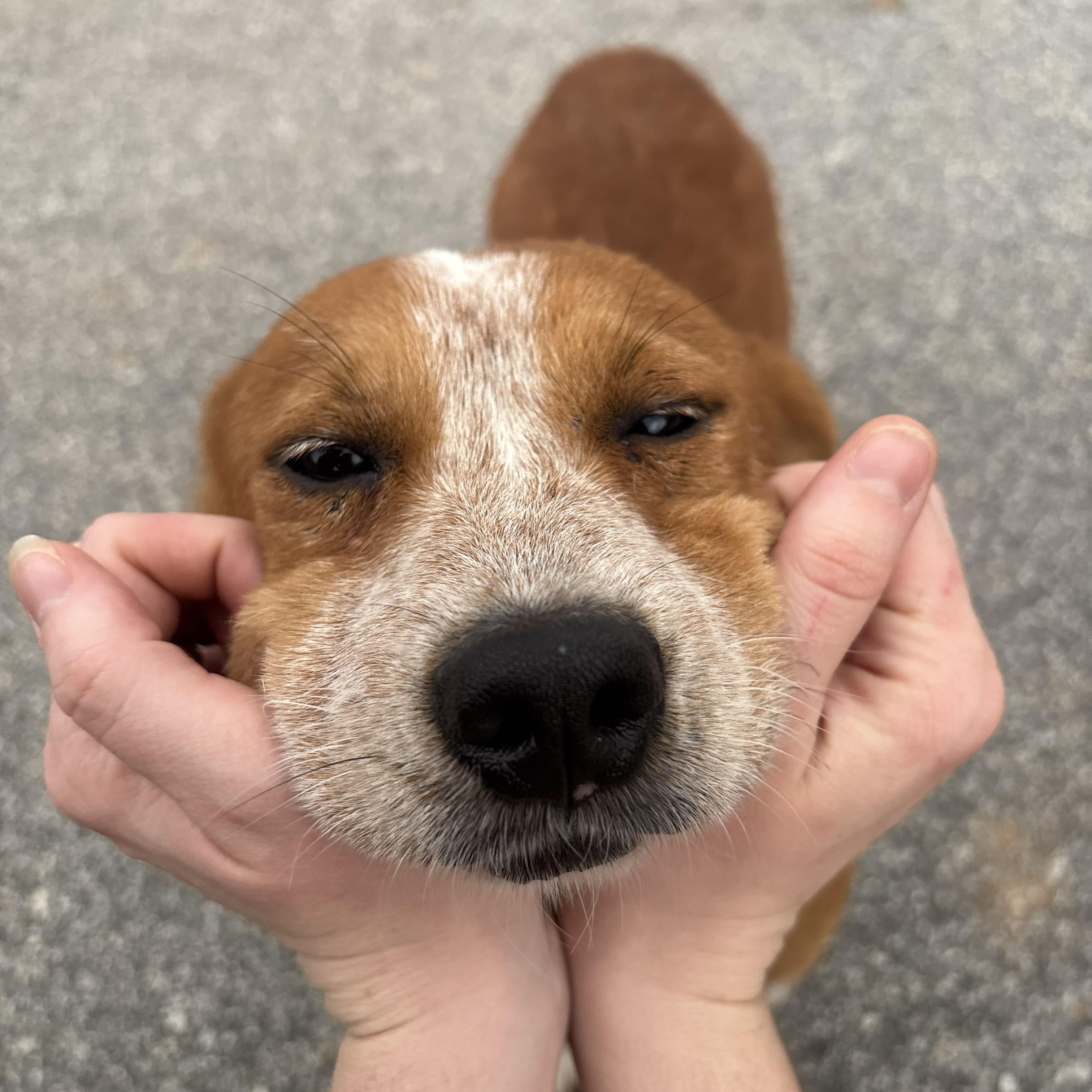 Enlarge Rustyn, a ADOPTABLE mixed breed in Franklin, NC image 3/4