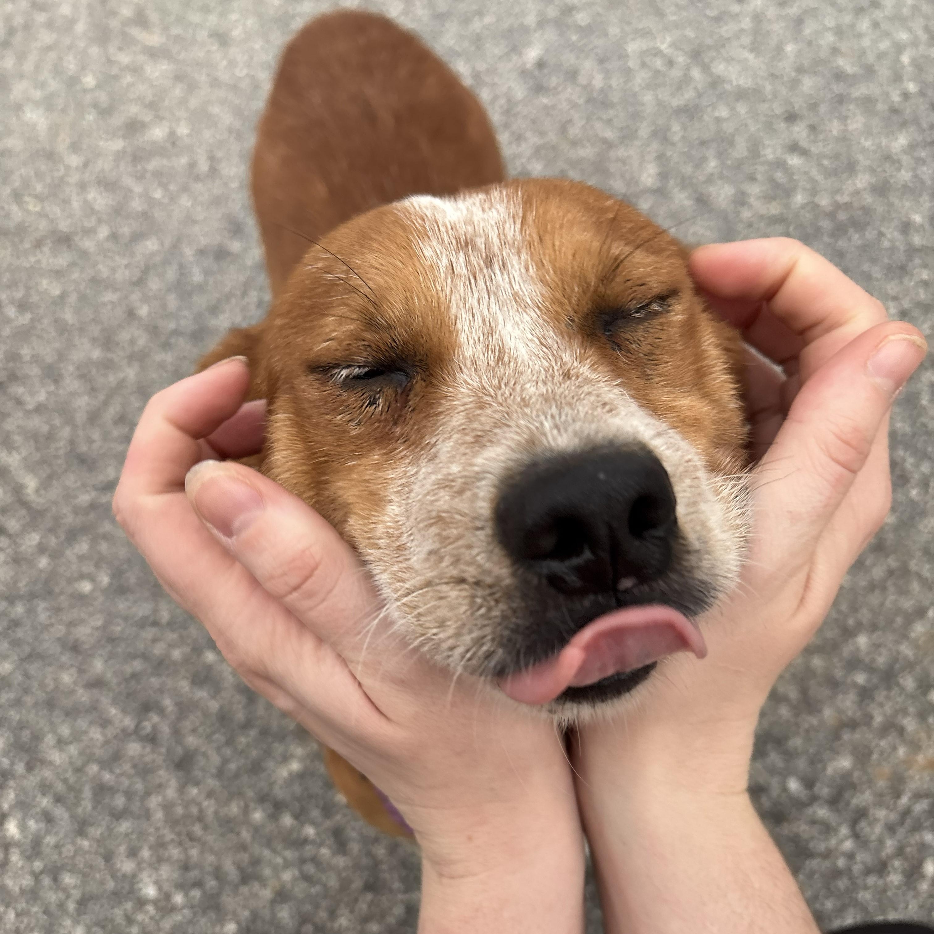 Enlarge Rustyn, a ADOPTABLE mixed breed in Franklin, NC image 4/4