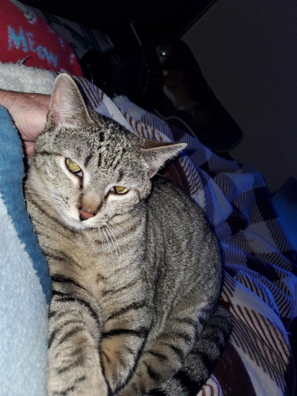 Abby, Adoptable, Young Female Domestic Short Hair & Tabby.