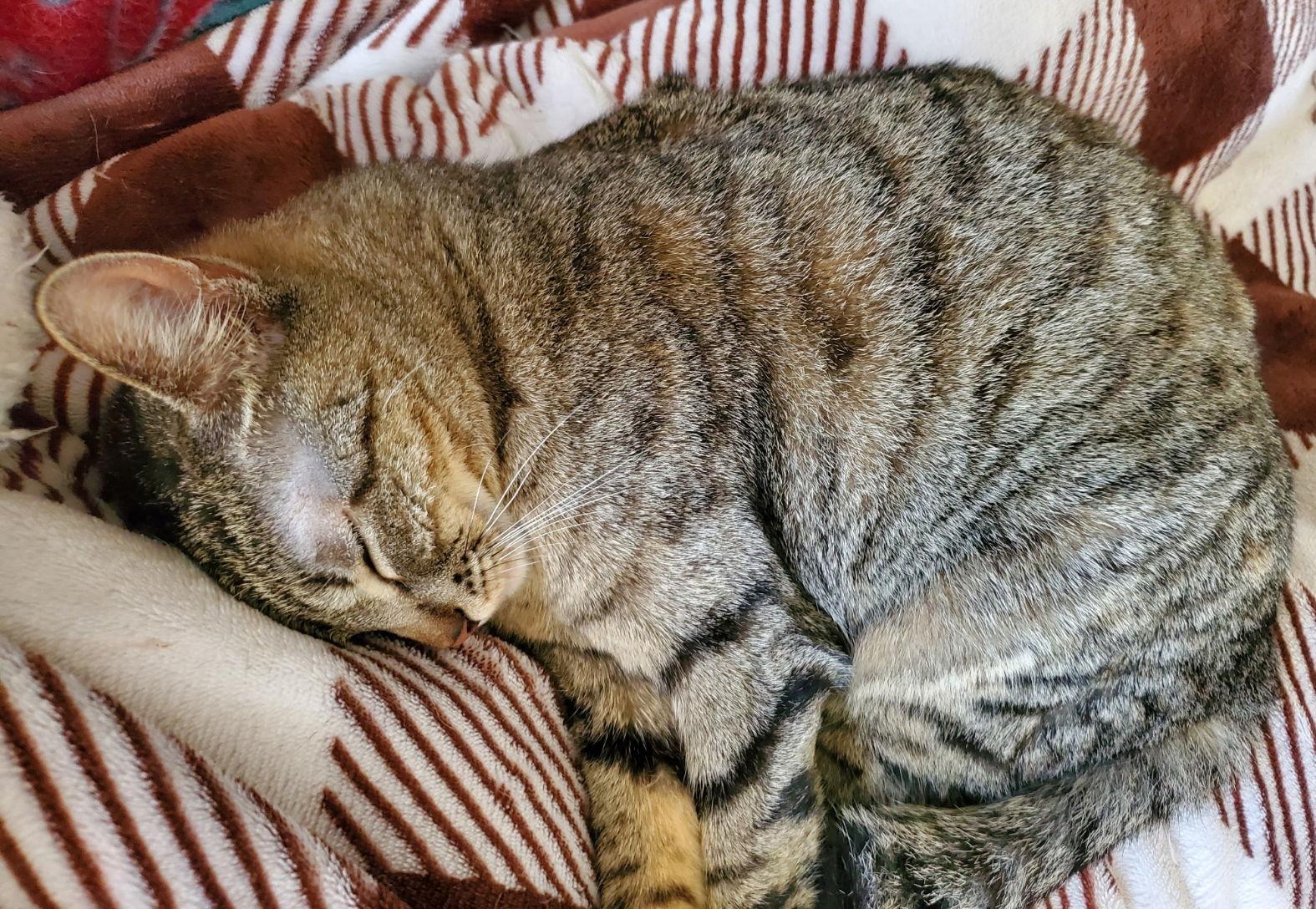 Abby, a Adoptable mixed breed in O'Fallon, MO image 2/2