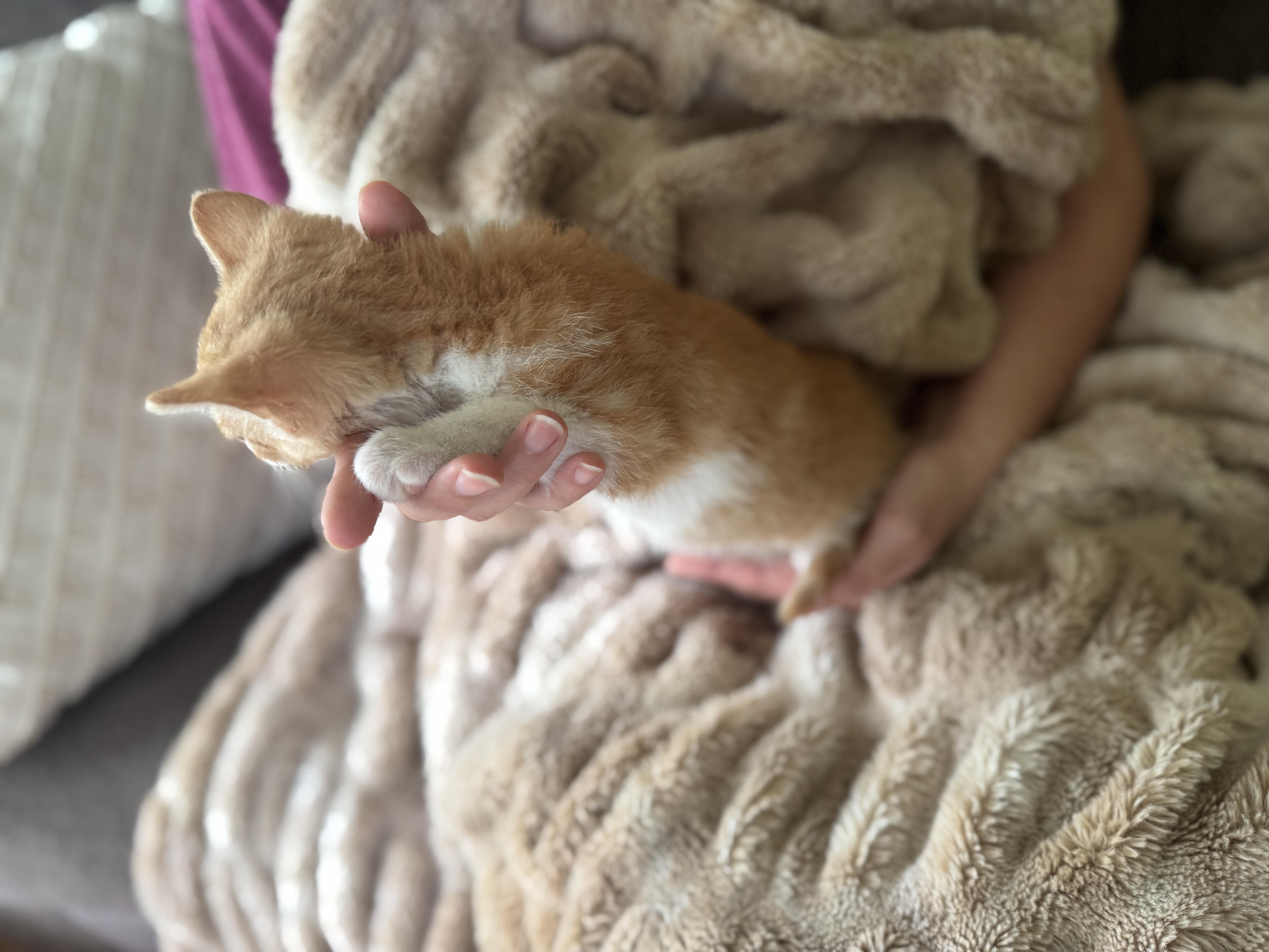 Otto