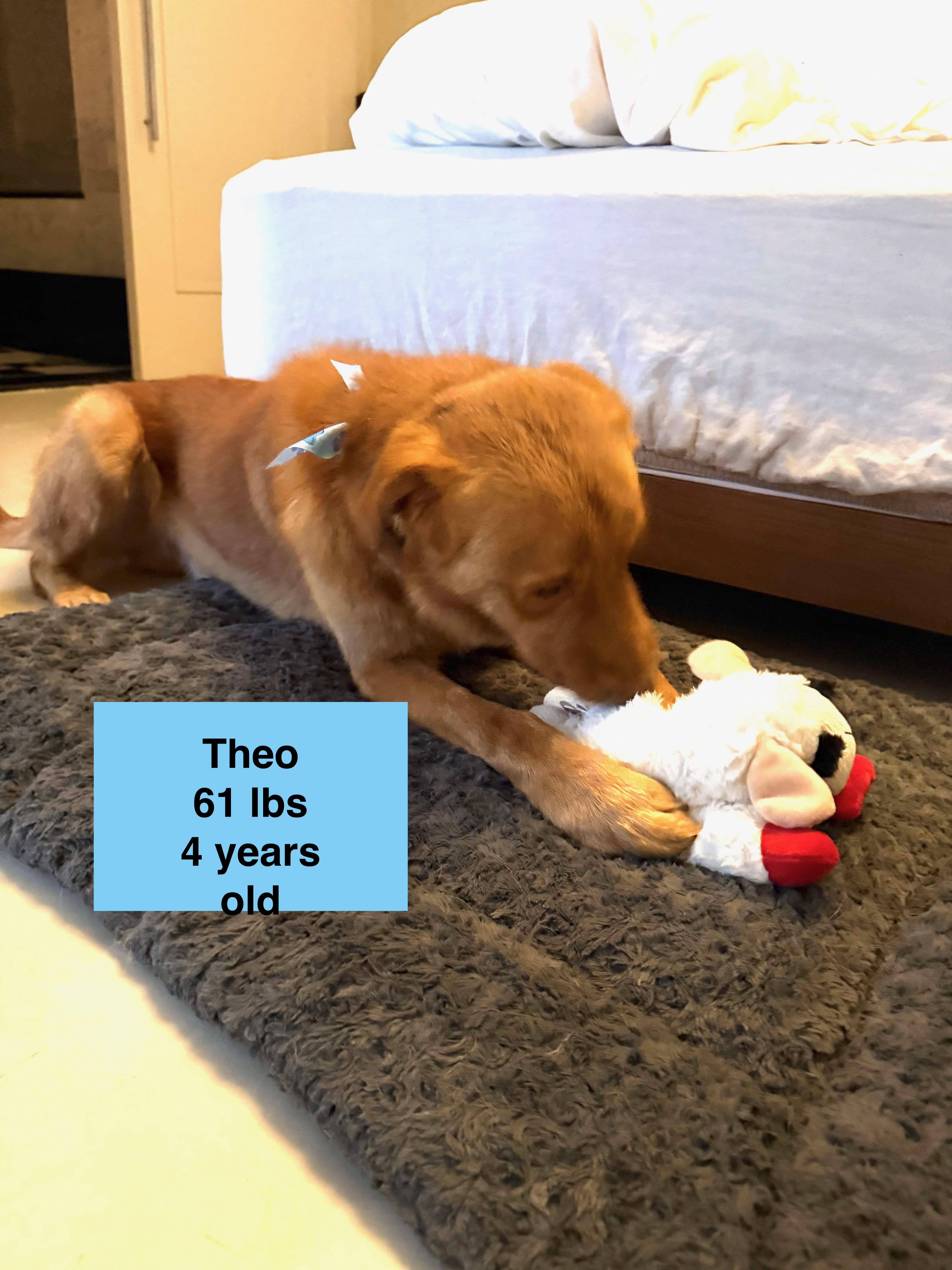 Theo, a ADOPTABLE mixed breed in West Hollywood, CA image 3/5