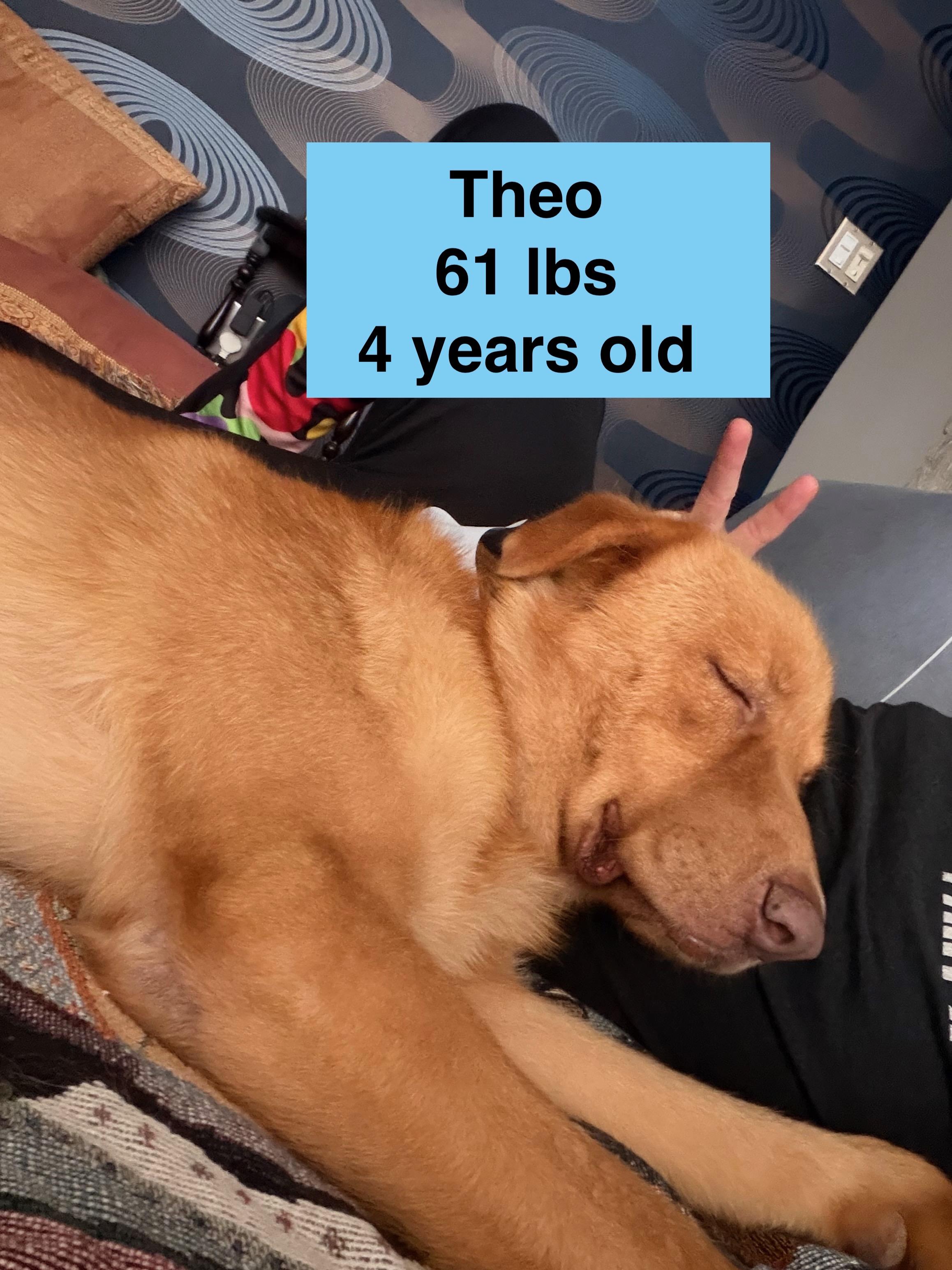 Theo, a ADOPTABLE mixed breed in West Hollywood, CA image 4/5