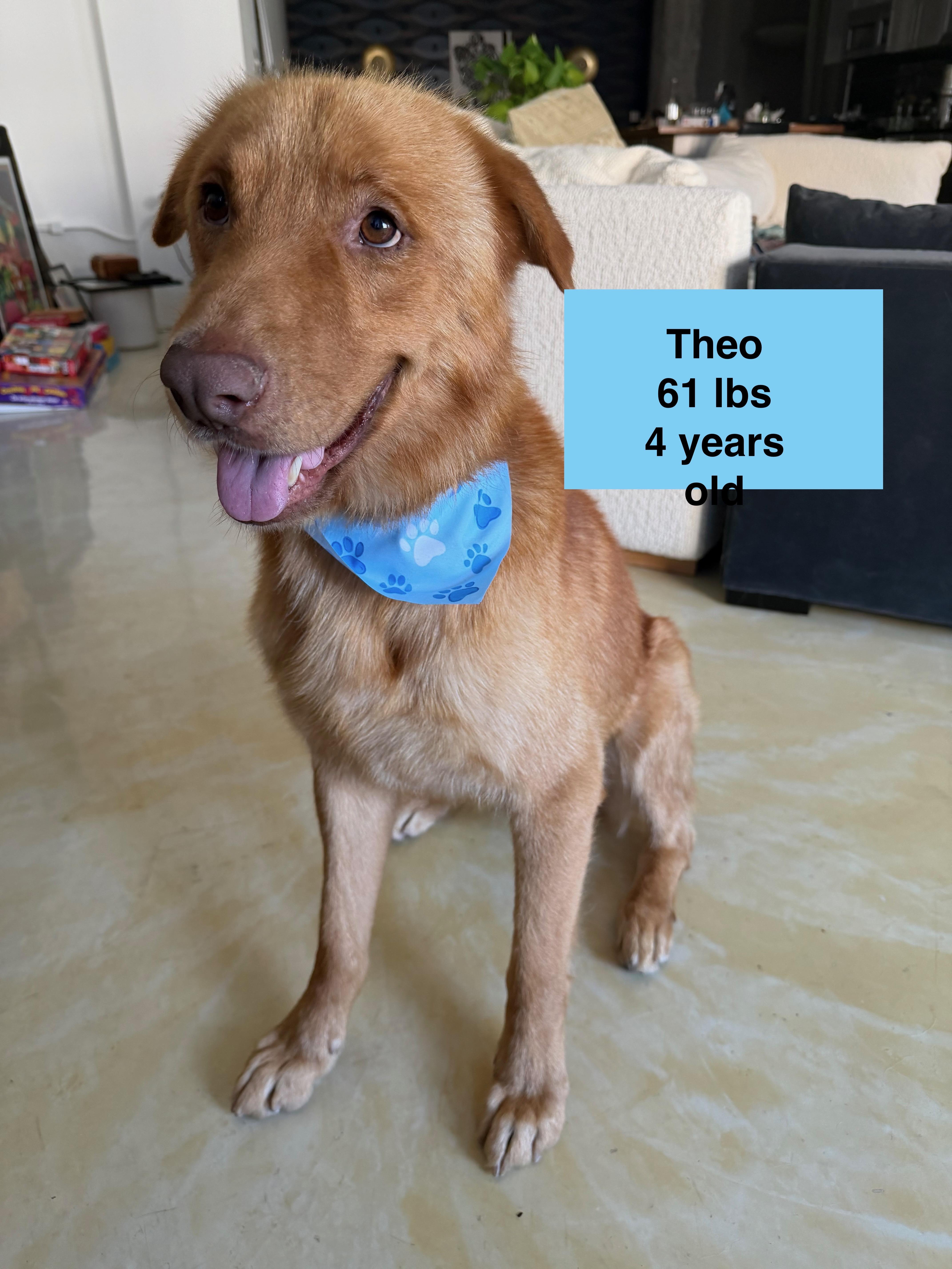 Theo, a ADOPTABLE mixed breed in West Hollywood, CA image 2/5