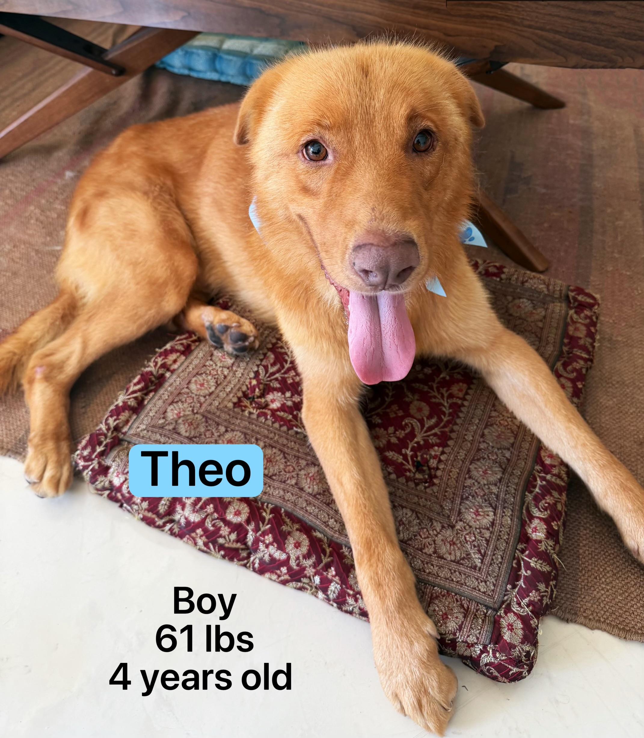 Theo, a ADOPTABLE mixed breed in West Hollywood, CA image 1/5