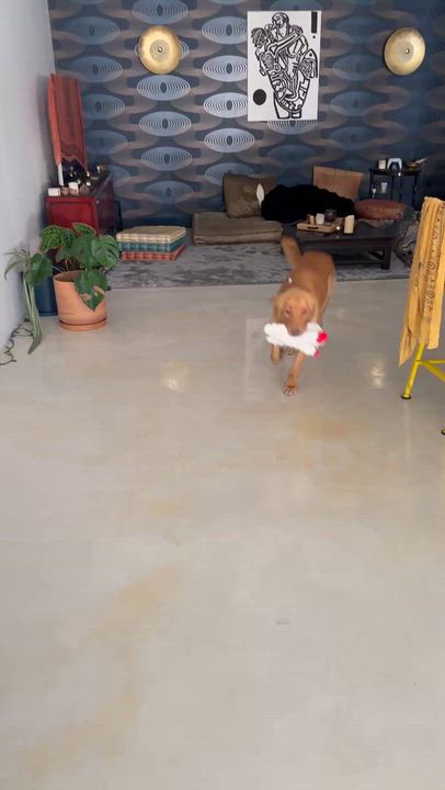 Enlarge Theo, a ADOPTABLE mixed breed in West Hollywood, CA video 5/5