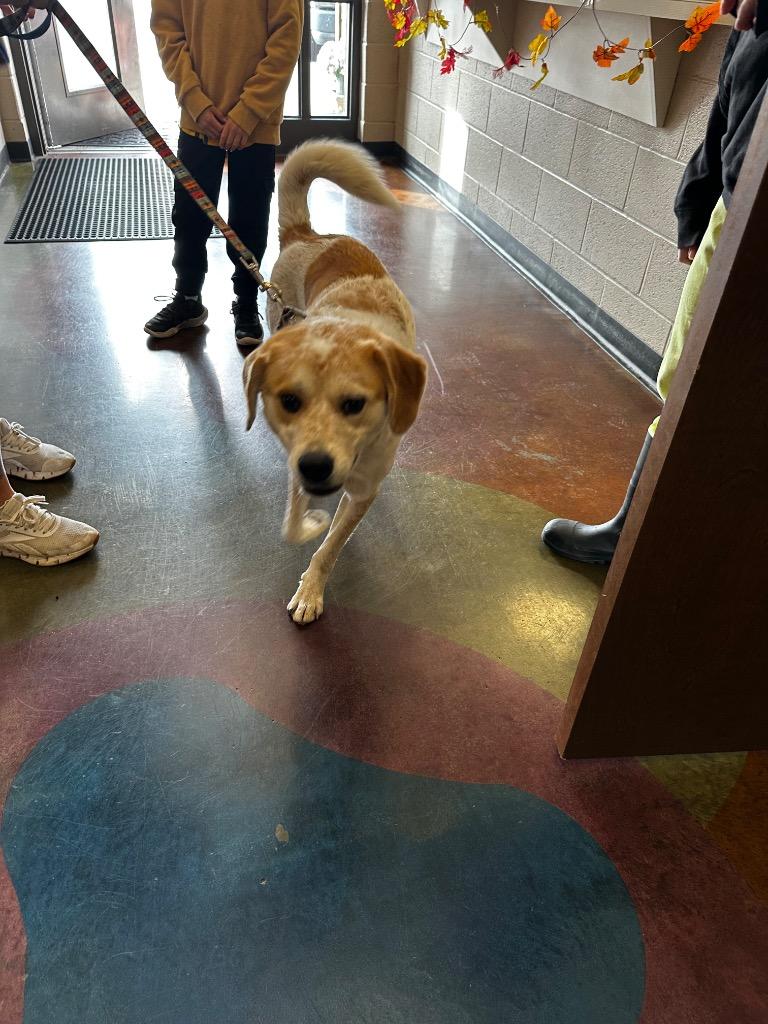 Enlarge Ghoulie, a Adoptable mixed breed in Gallatin, TN image 2/3