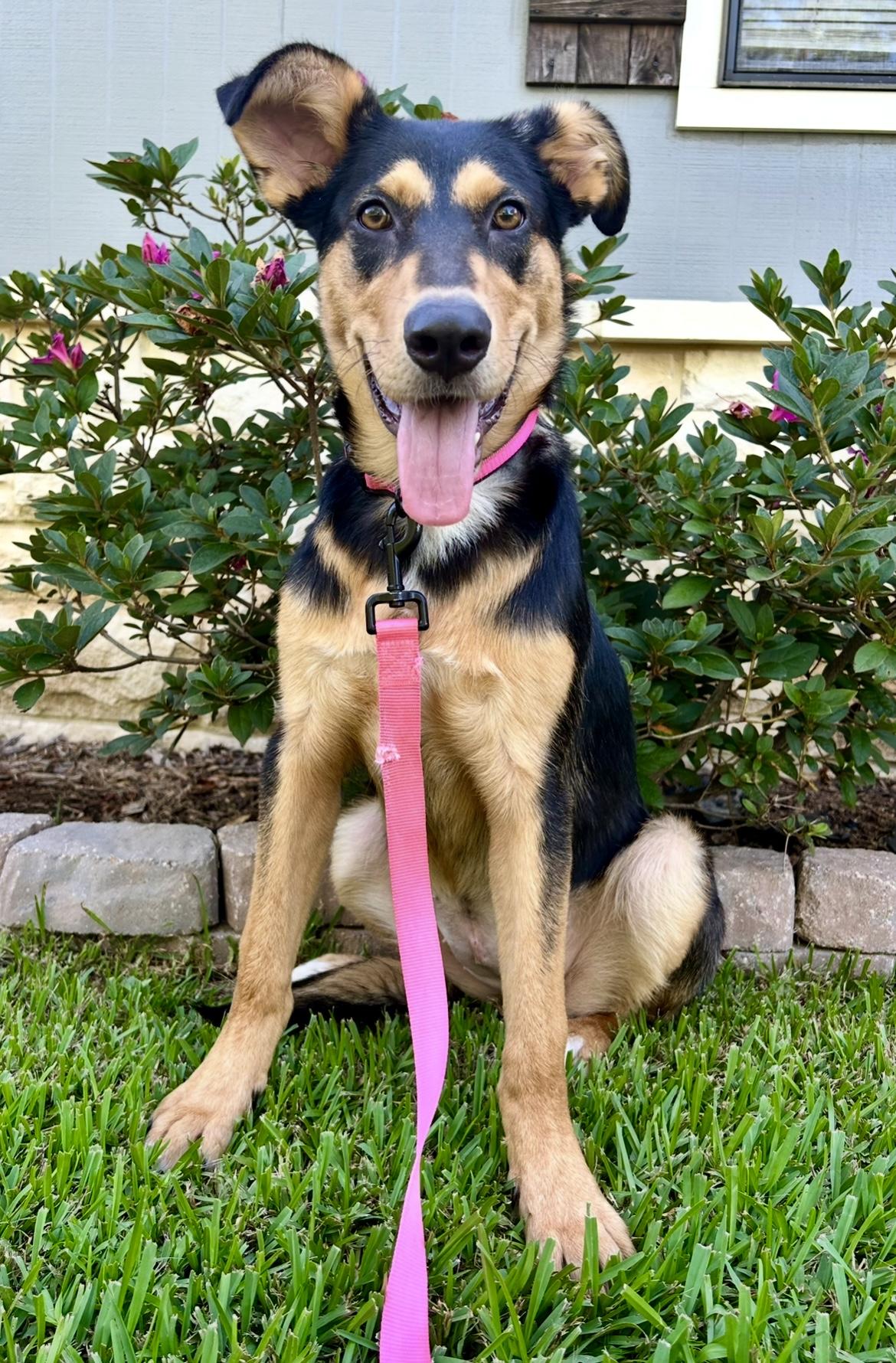 Enlarge Maggie, a hold mixed breed in Worcester, MA image 2/4