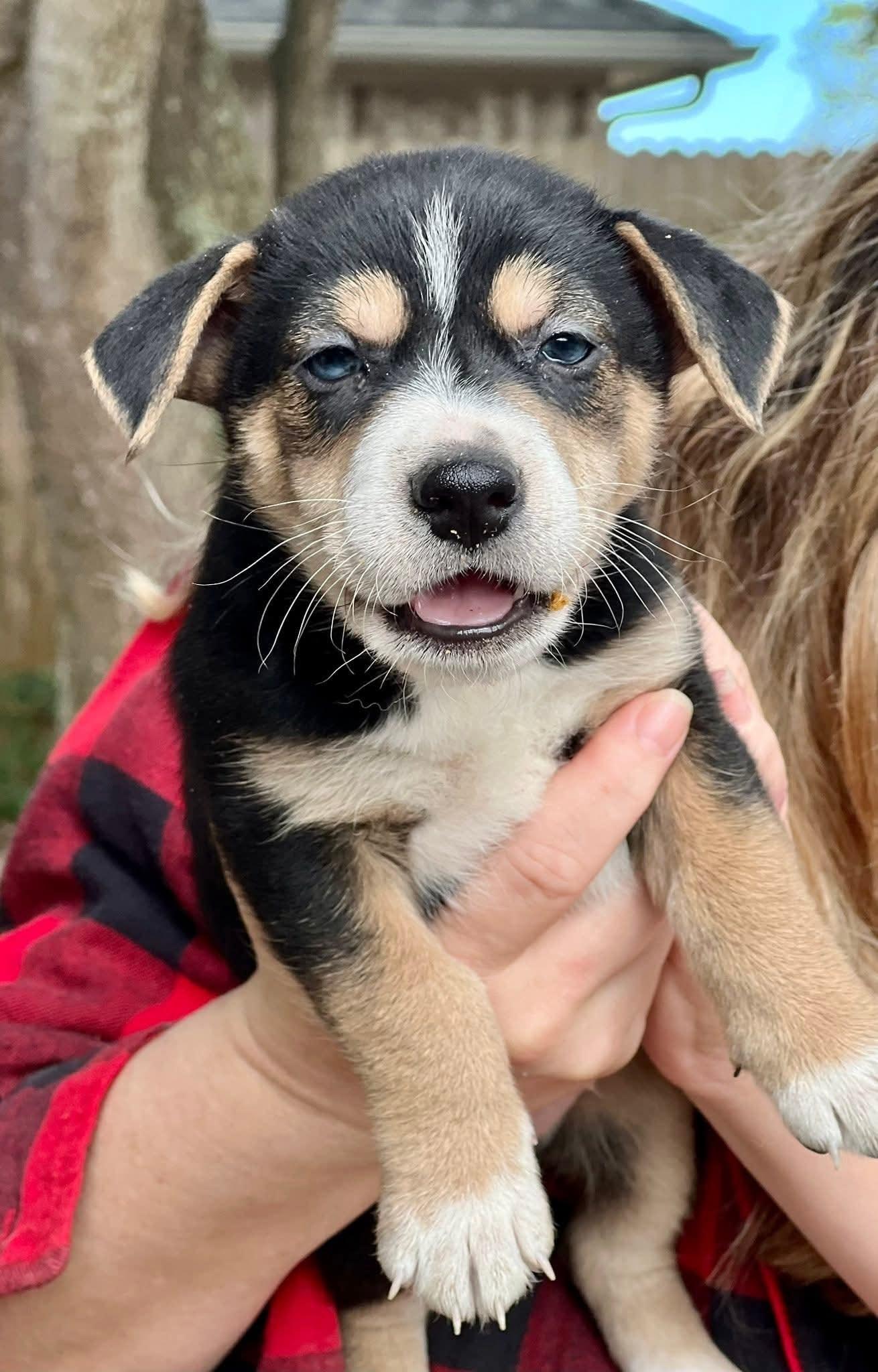 Enlarge Lucien, an adopted mixed breed in League City, TX image 1/5