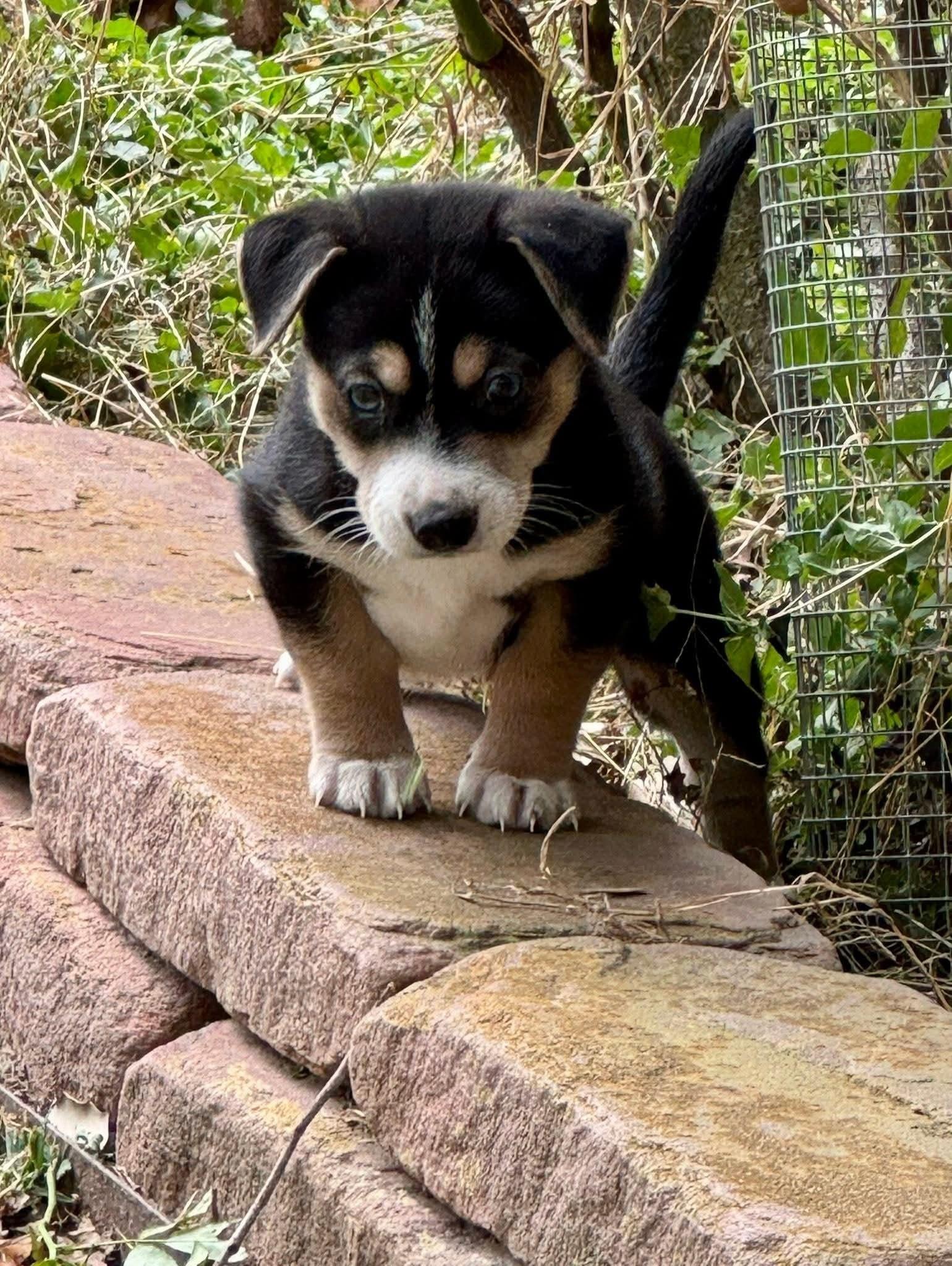 Enlarge Lucien, an adopted mixed breed in League City, TX image 2/5