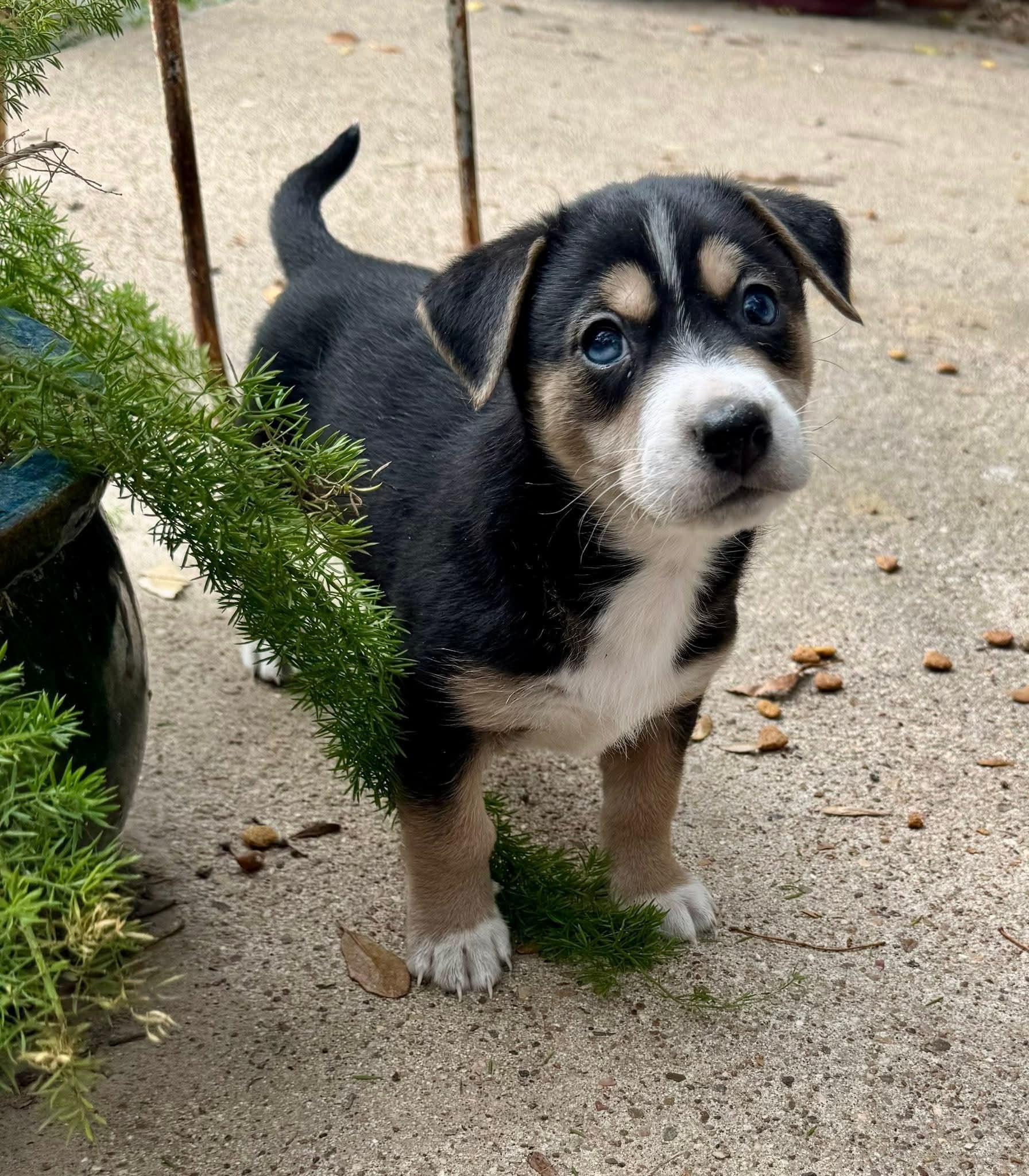 Enlarge Lucien, an adopted mixed breed in League City, TX image 3/5