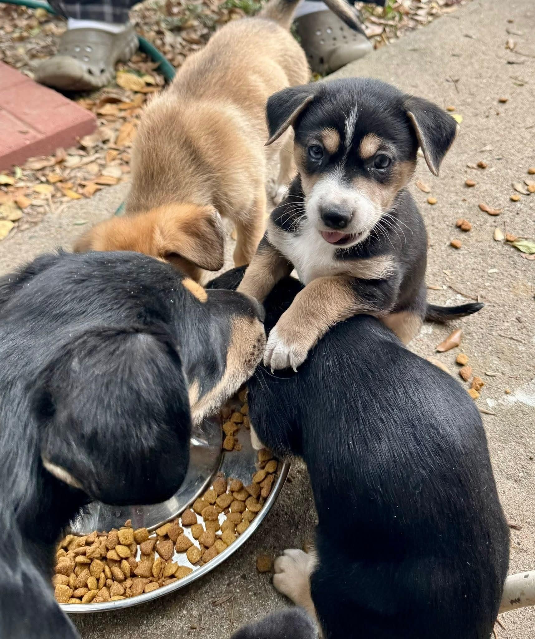 Enlarge Lucien, an adopted mixed breed in League City, TX image 4/5