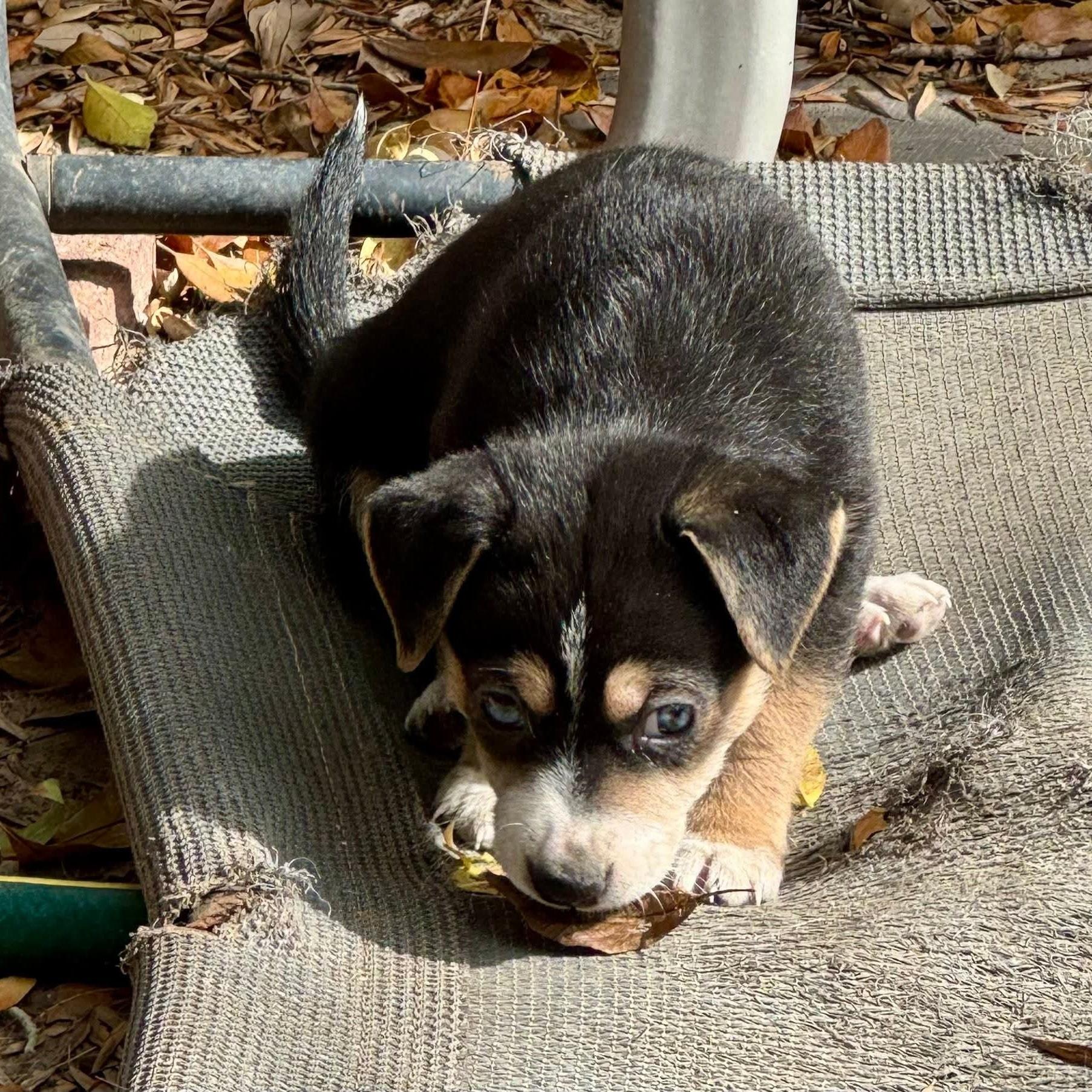 Enlarge Lucien, an adopted mixed breed in League City, TX image 5/5