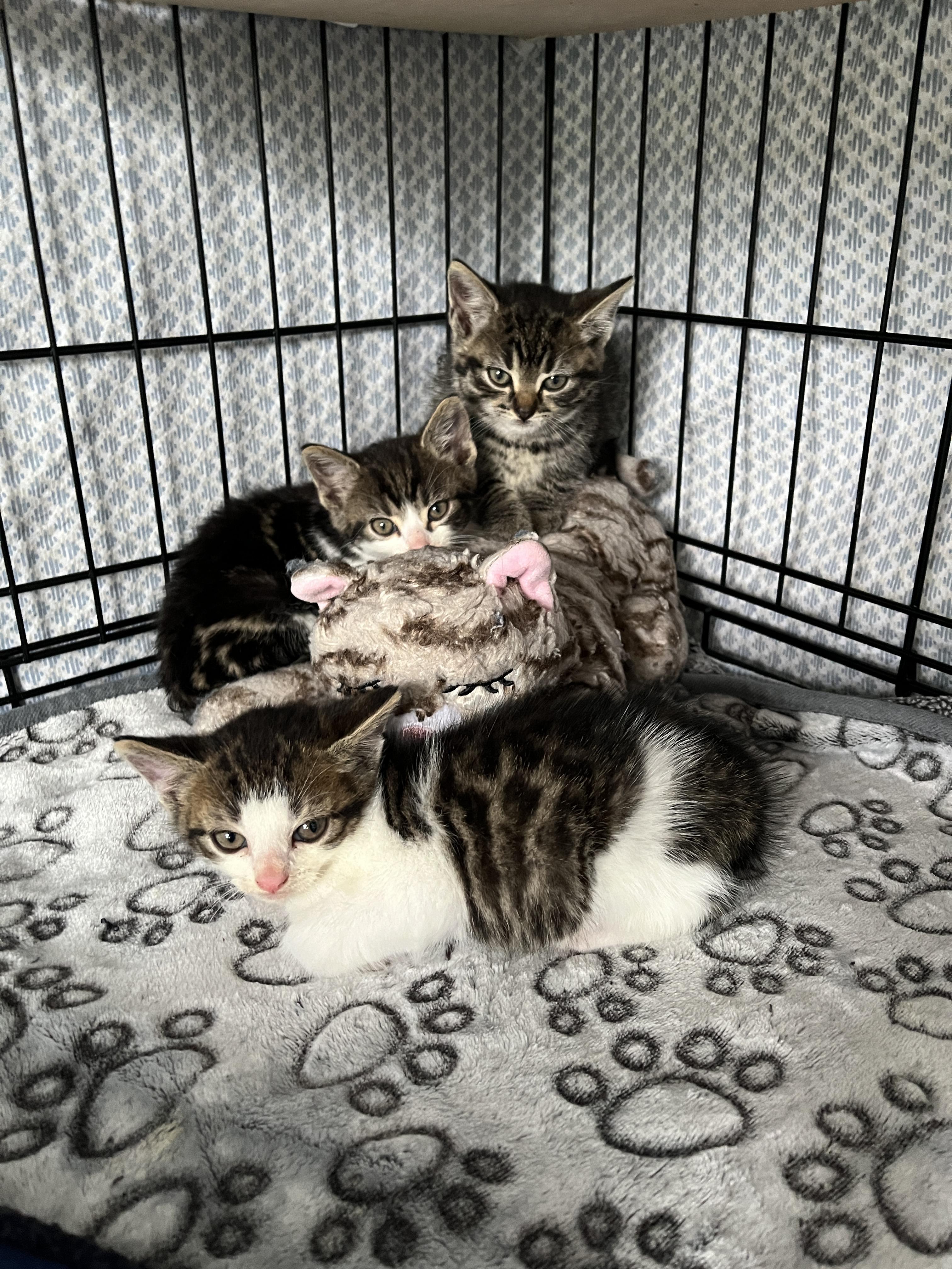 Enlarge Ash, an adopted Domestic Short Hair in Manorville, NY image 2/2