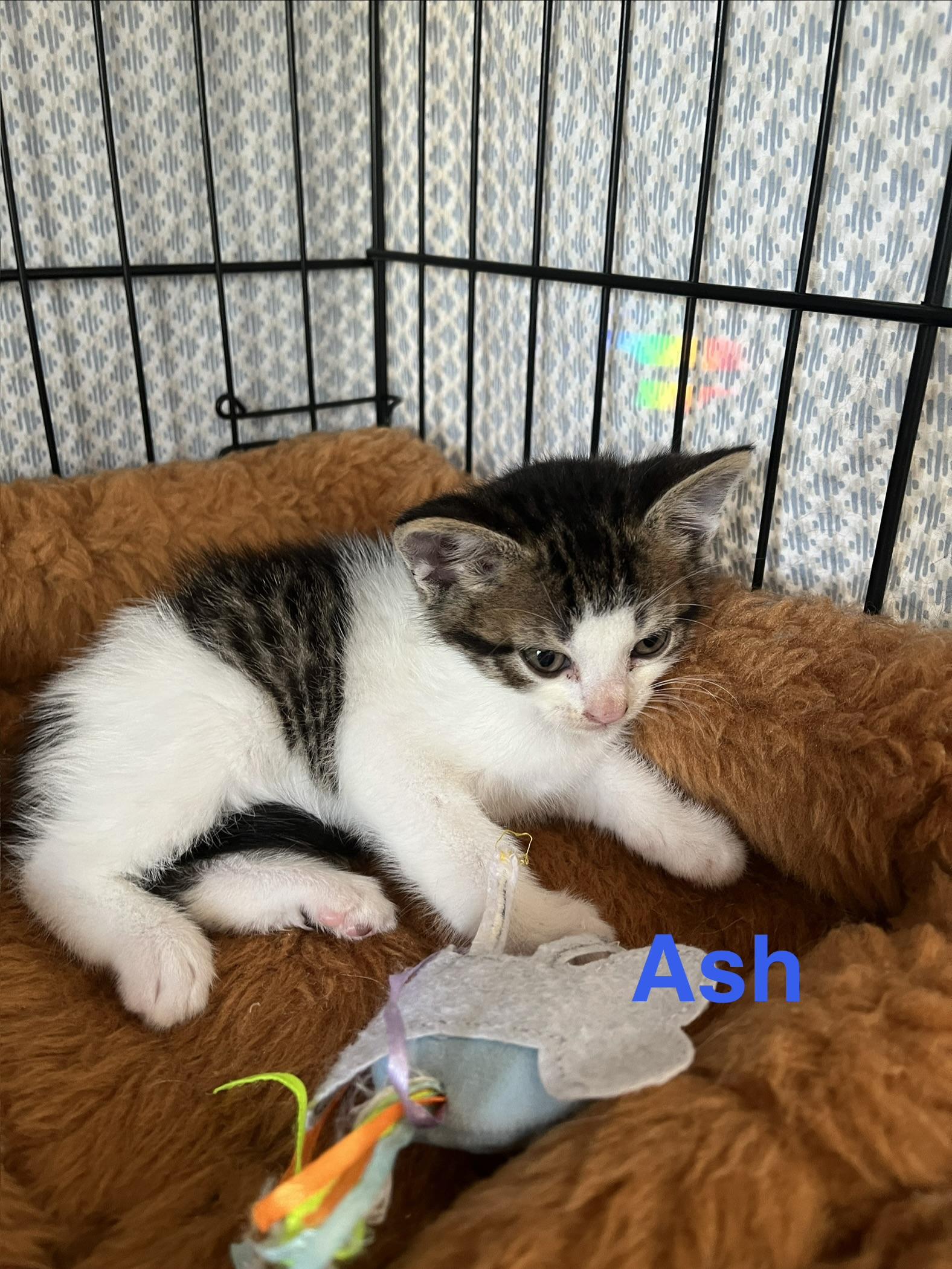 Enlarge Ash, an adopted Domestic Short Hair in Manorville, NY image 1/2