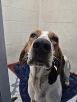 Enlarge Daisy, a ADOPTABLE Coonhound in Glasgow, KY image 1/2