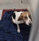 Enlarge Daisy, a ADOPTABLE Coonhound in Glasgow, KY image 2/2