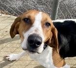 Enlarge Daisy, an adopted Coonhound in Glasgow, KY image 1/4